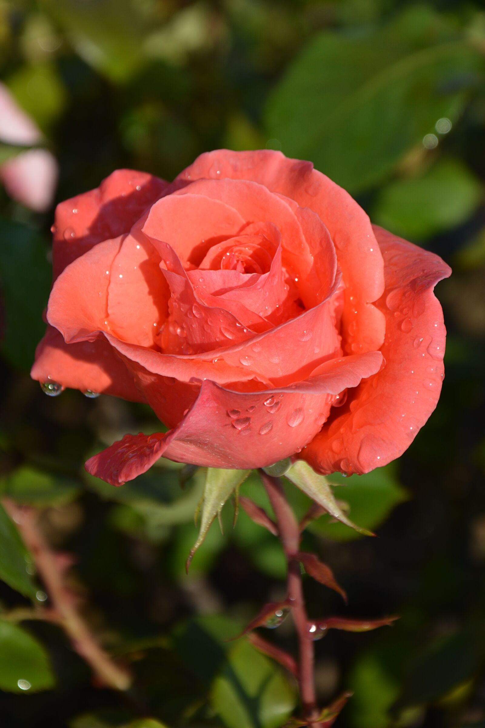 Nikon D7100 sample photo. Flower, plant, rose photography