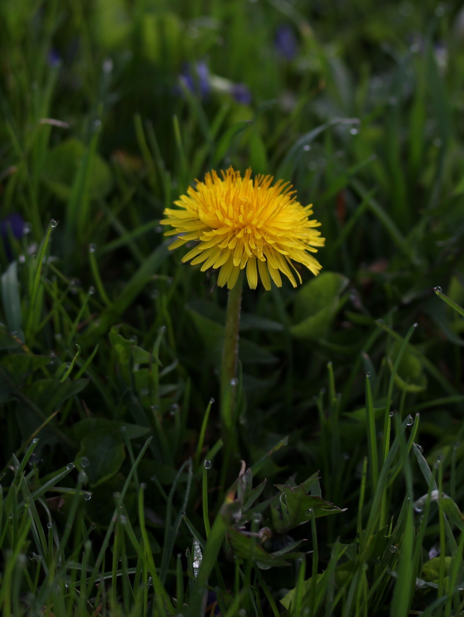 Canon EF-S 60mm F2.8 Macro USM sample photo. Dandelion, yellow, dew photography