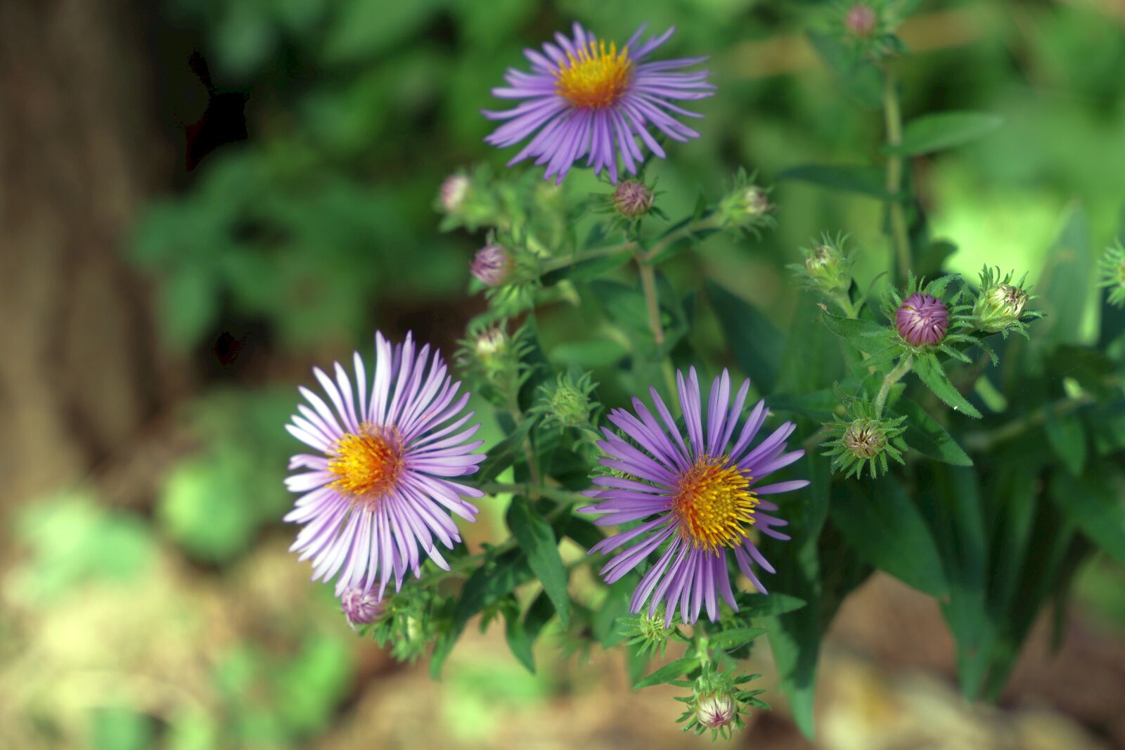 Fujifilm X-A5 sample photo. Flowers, marcinki, summer photography