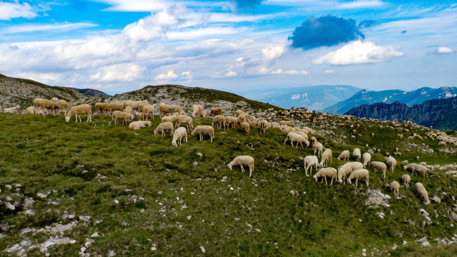 Panasonic Lumix DMC-FZ40 (Lumix DMC-FZ45) sample photo. The alps, herd, sheep photography