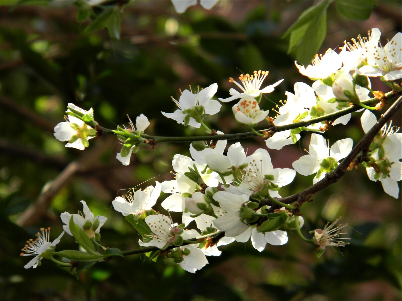 Nikon Coolpix L110 sample photo. White, flower, nature photography