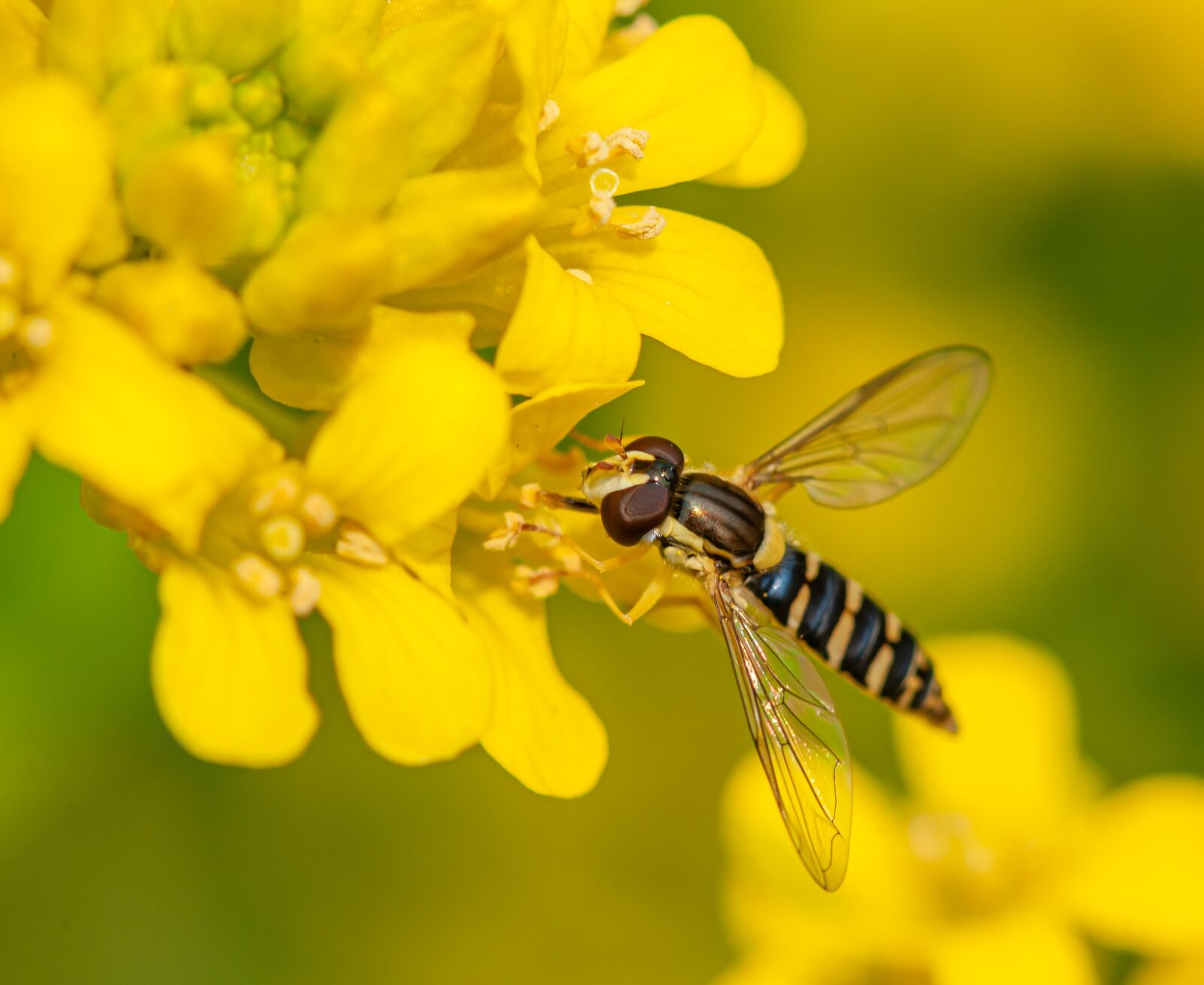 Nikon D300 sample photo. Yellow, insect, flowers photography