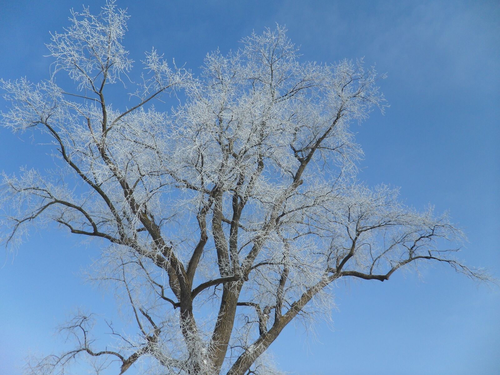 Samsung ST550 /  ST560 / VLUU ST550 /  TL225 sample photo. Crown, branches, filigree photography