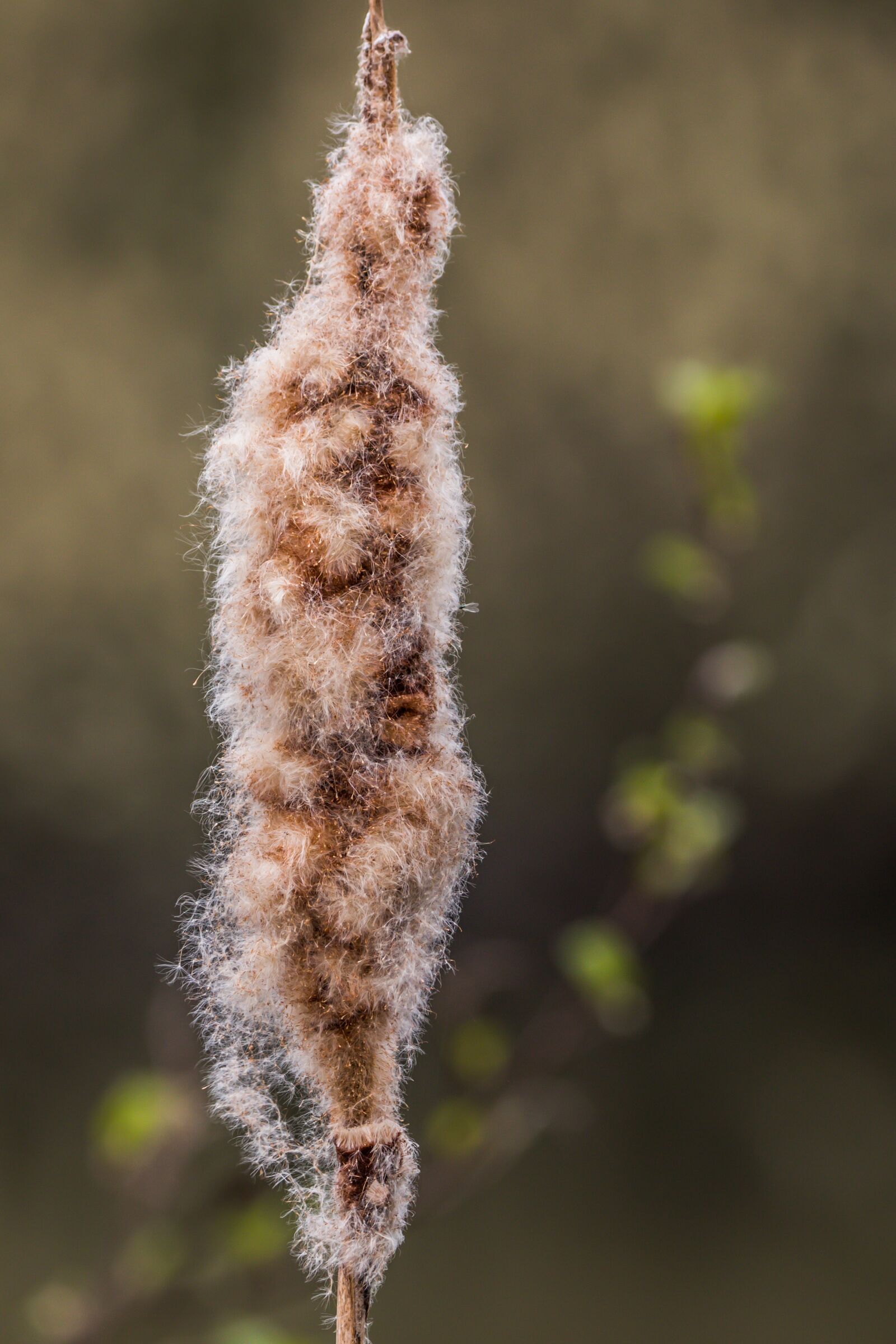 150-600mm F5-6.3 DG OS HSM | Contemporary 015 sample photo. Reed, grasses, lake photography