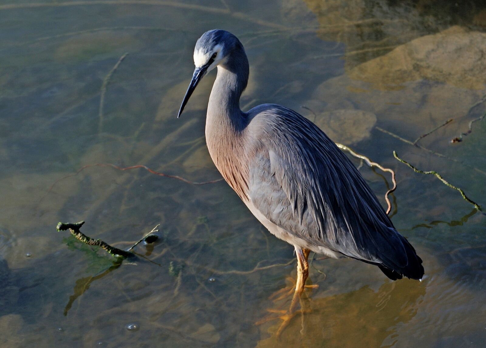 Sony Alpha DSLR-A300 sample photo. Heron, white faced, wildlife photography