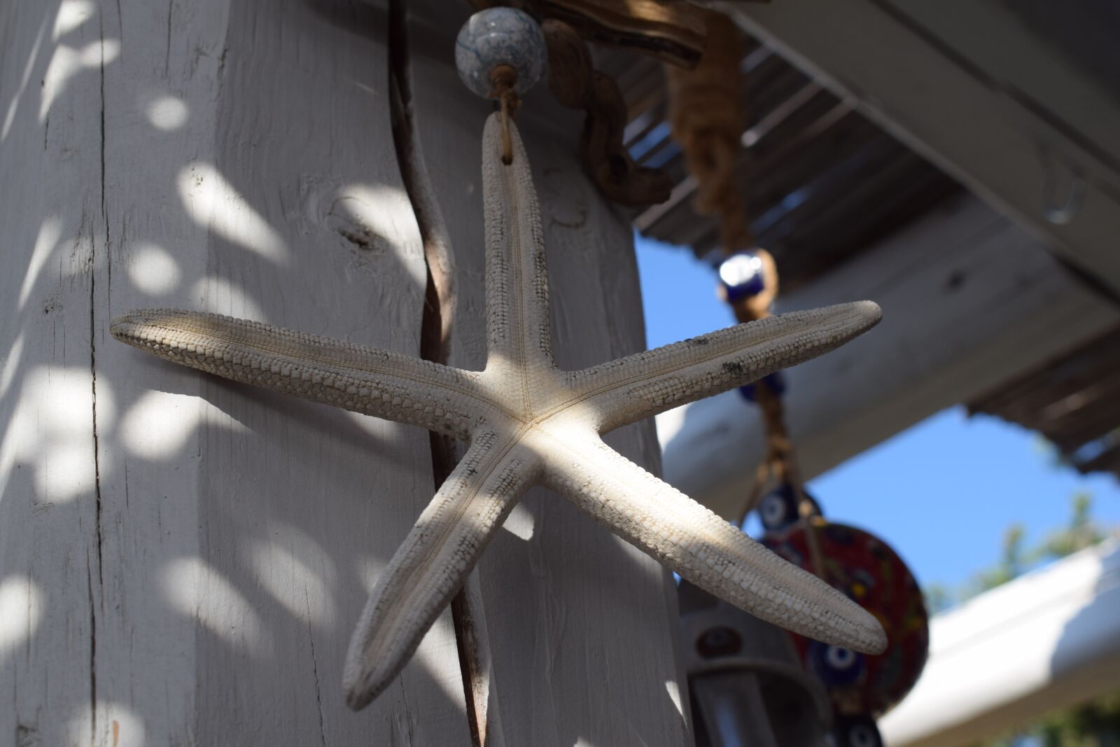 Nikon D3300 sample photo. Beachclub, starfish, sea photography