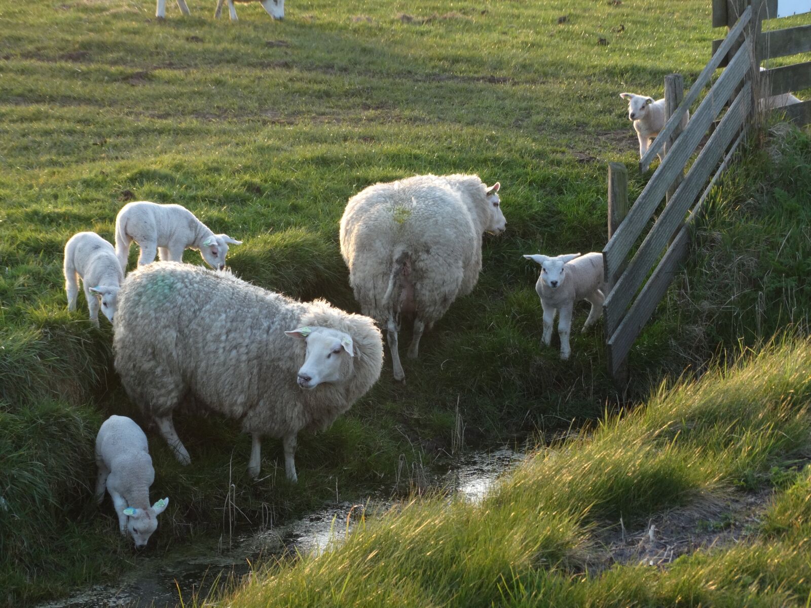 Sony Cyber-shot DSC-HX300 sample photo. Texel, sheep, lambs photography