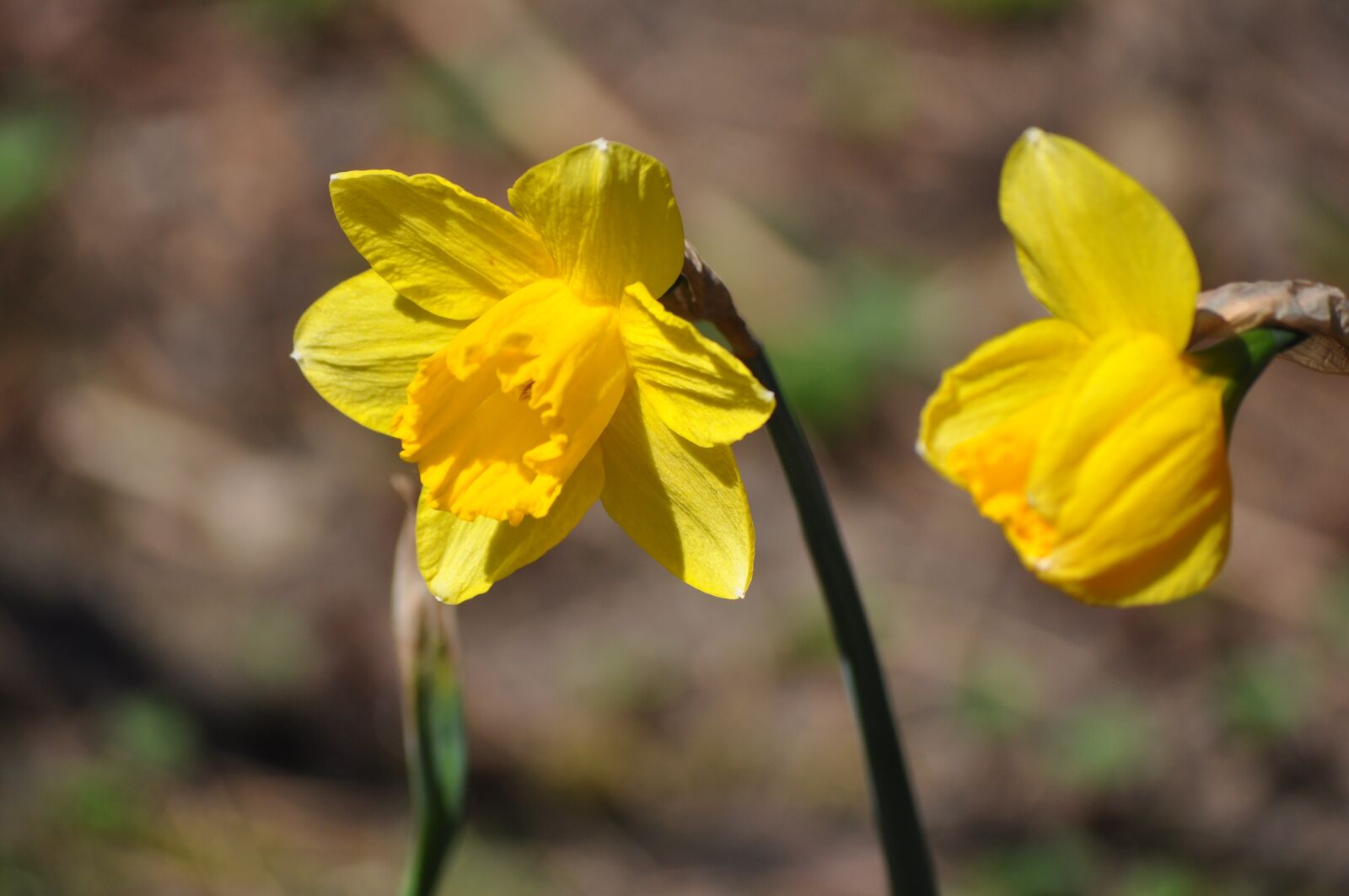 Nikon D5000 sample photo. Narcissus, flower, spring photography