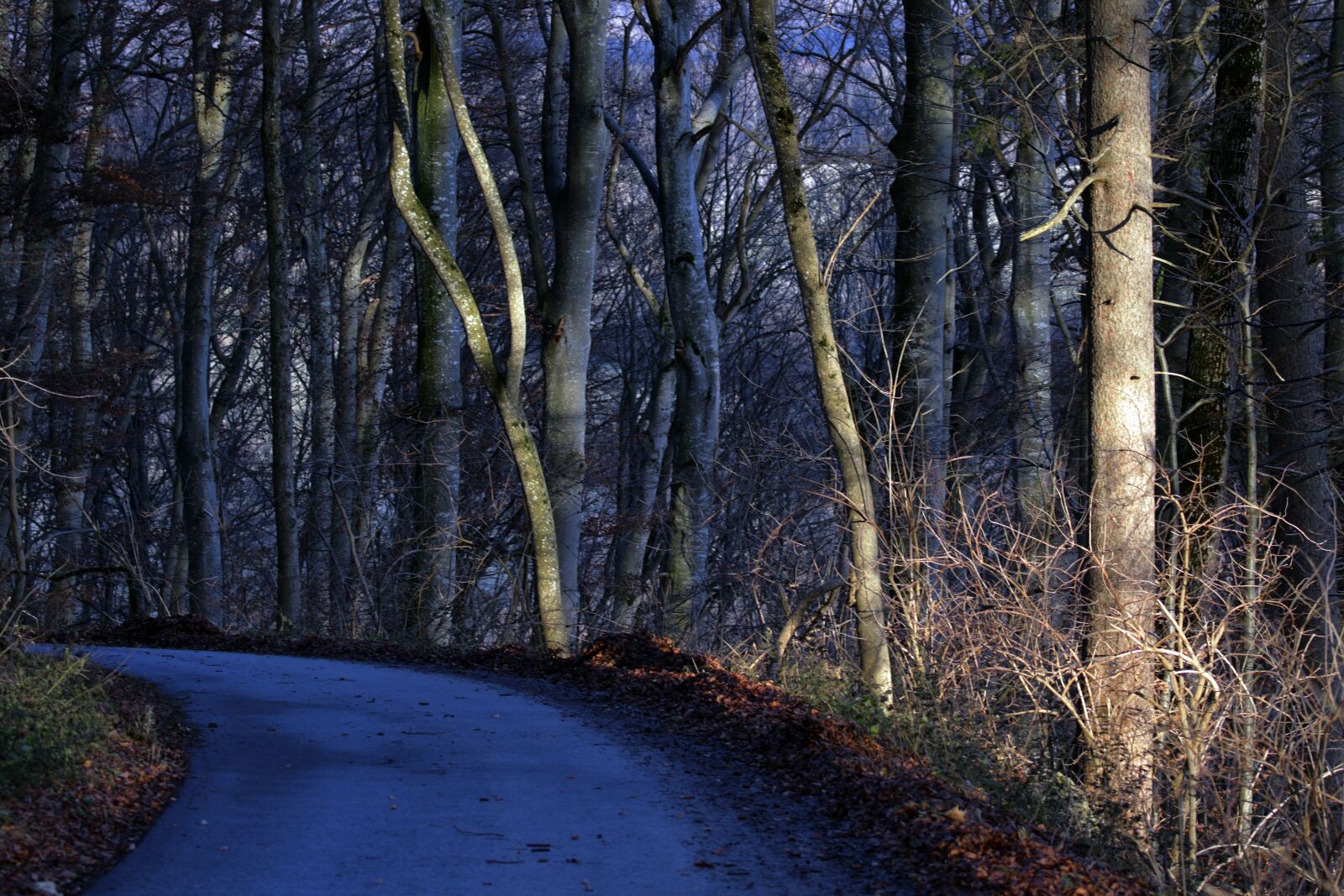 Canon EOS 7D Mark II sample photo. Beside road, autumn, cold photography