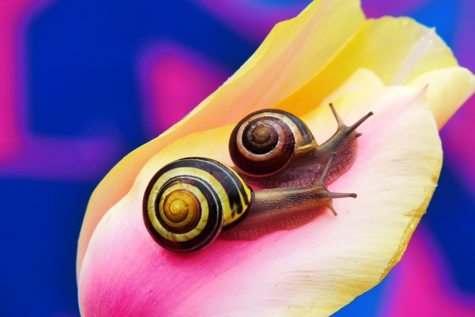 Panasonic Lumix DMC-FZ200 sample photo. Wst yki gajowe, molluscs photography