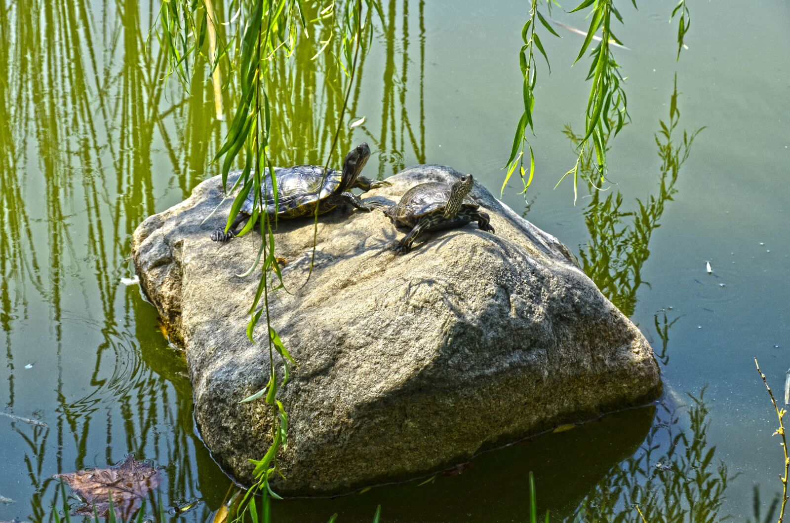 Nikon D5100 sample photo. Lake, turtles, nature photography
