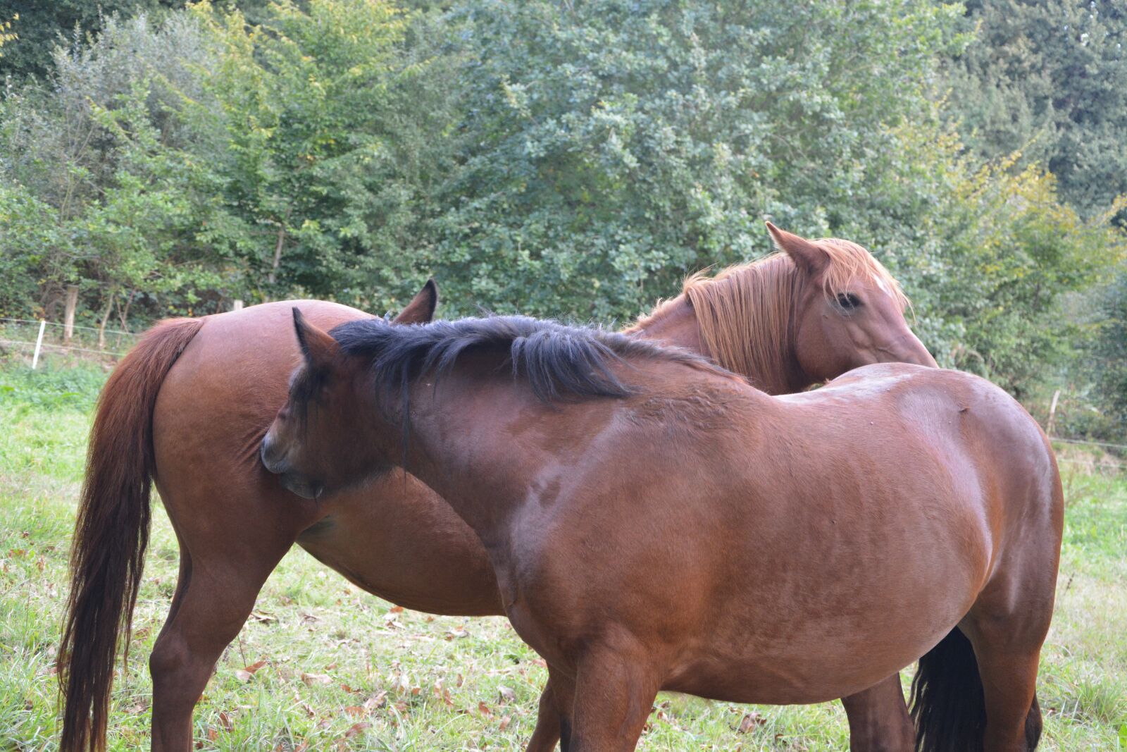 Nikon D5200 sample photo. Horses, brown, horses scratch photography