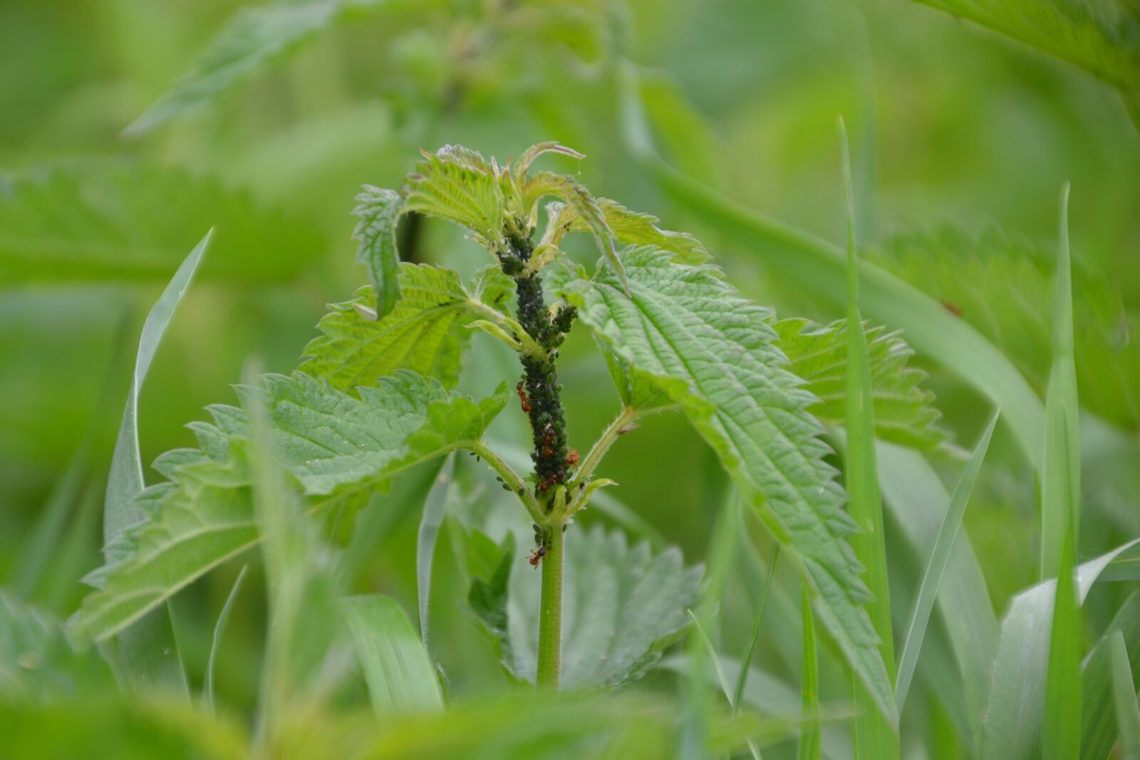 Nikon D3100 sample photo. Plant, brennessel, aphids photography