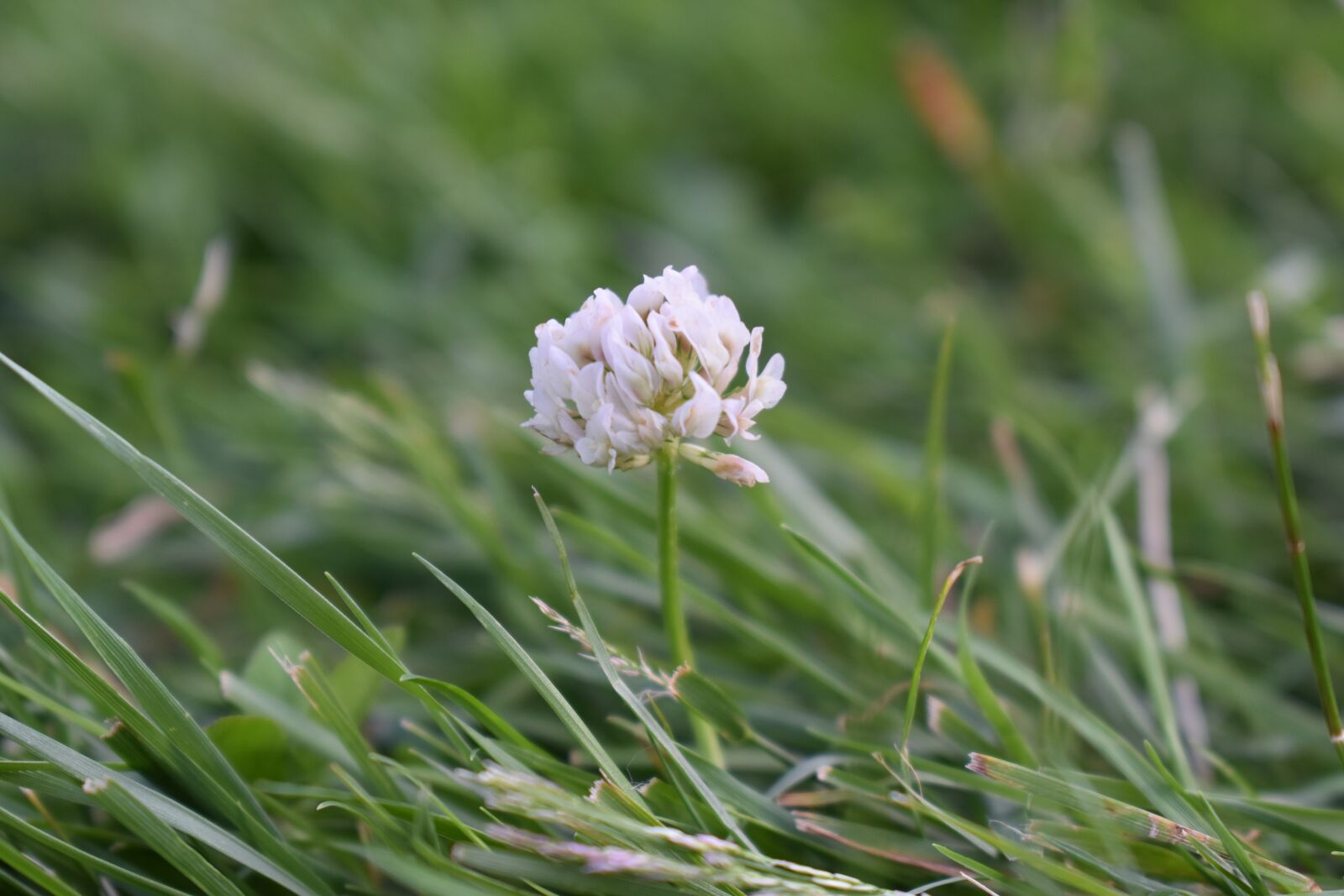 Nikon D5500 sample photo. Flower, clover, grass photography