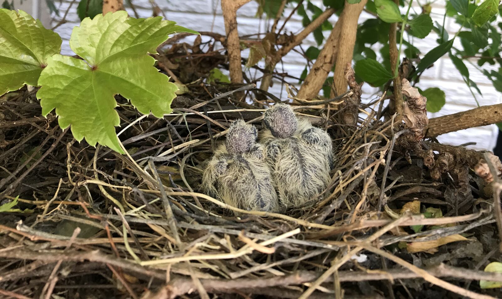 iPhone 7 back camera 3.99mm f/1.8 sample photo. Turtle doves, nest, chicks photography