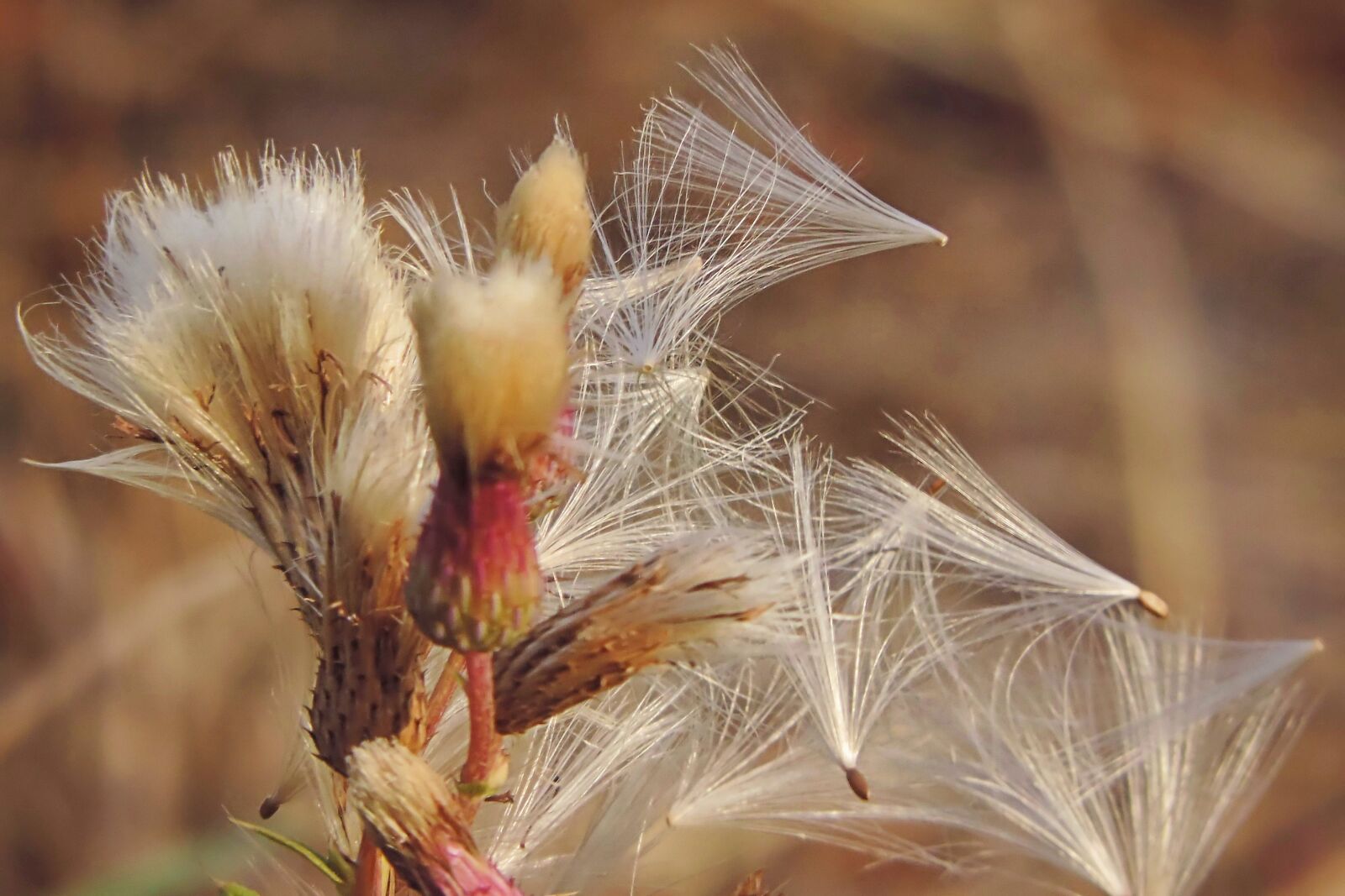 Nikon Coolpix P520 sample photo. Thistle, seeds, dandelion photography