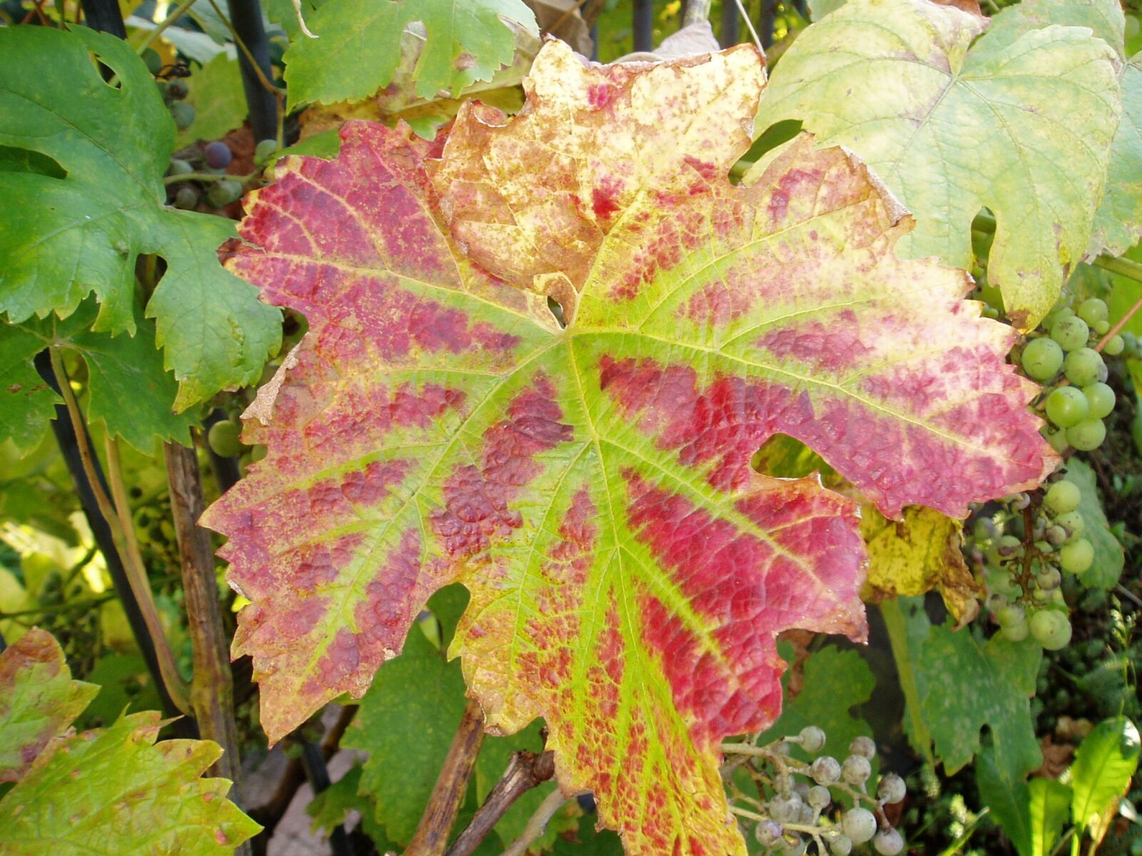 Olympus u10D,S300D,u300D sample photo. Vine, autumn, fall color photography