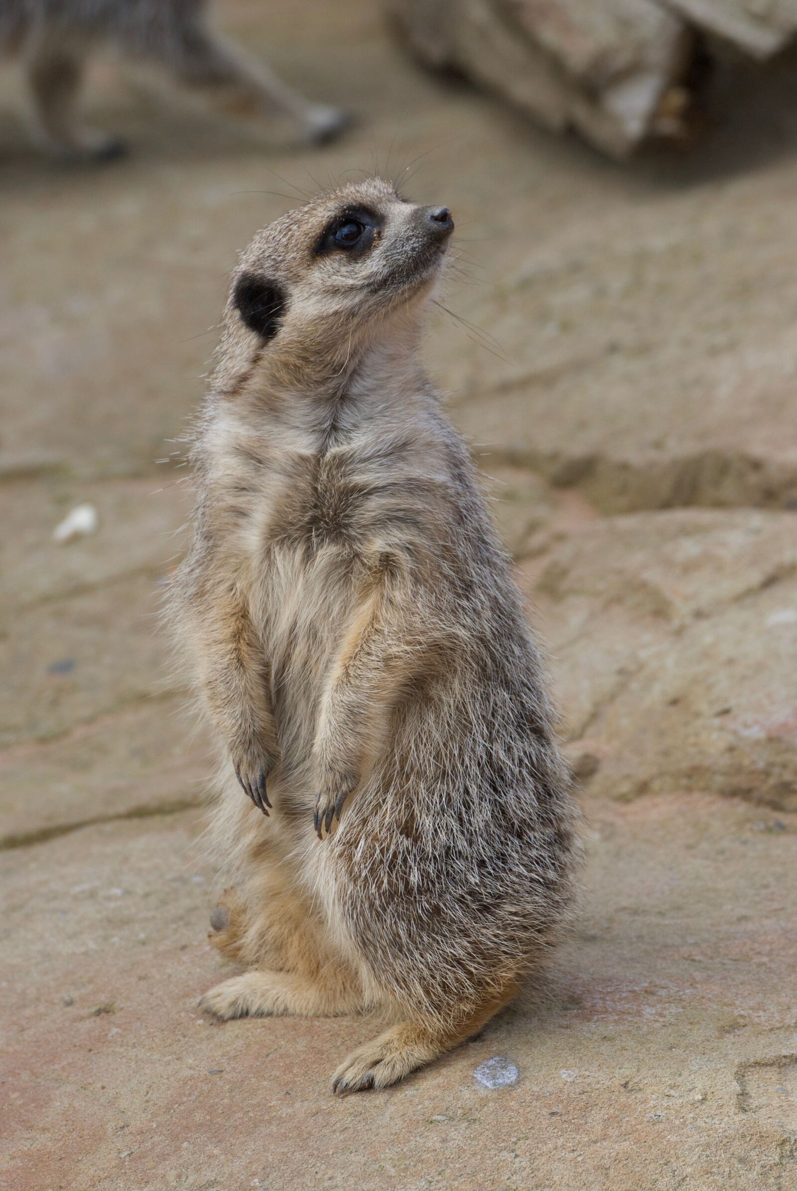 Nikon D60 sample photo. Wildlife, meerkat, park photography