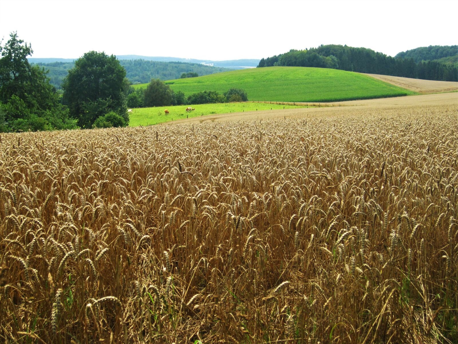 Canon PowerShot SD1200 IS (Digital IXUS 95 IS / IXY Digital 110 IS) sample photo. Summer, reported, fields photography