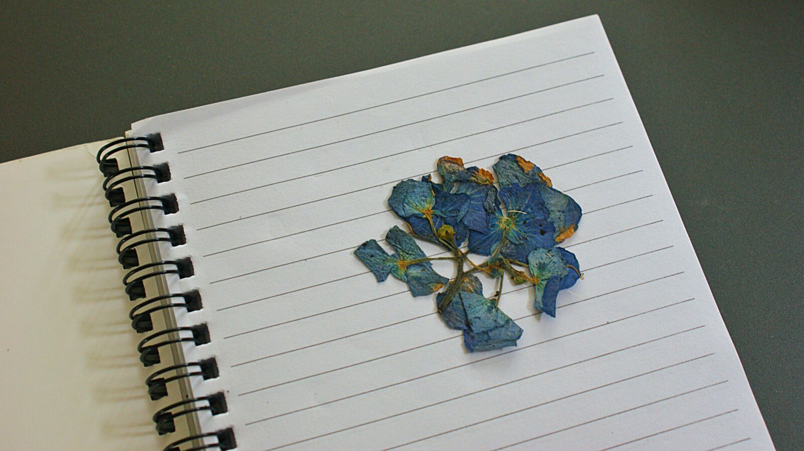 Sony Alpha DSLR-A350 sample photo. Flower, dried, notebook photography