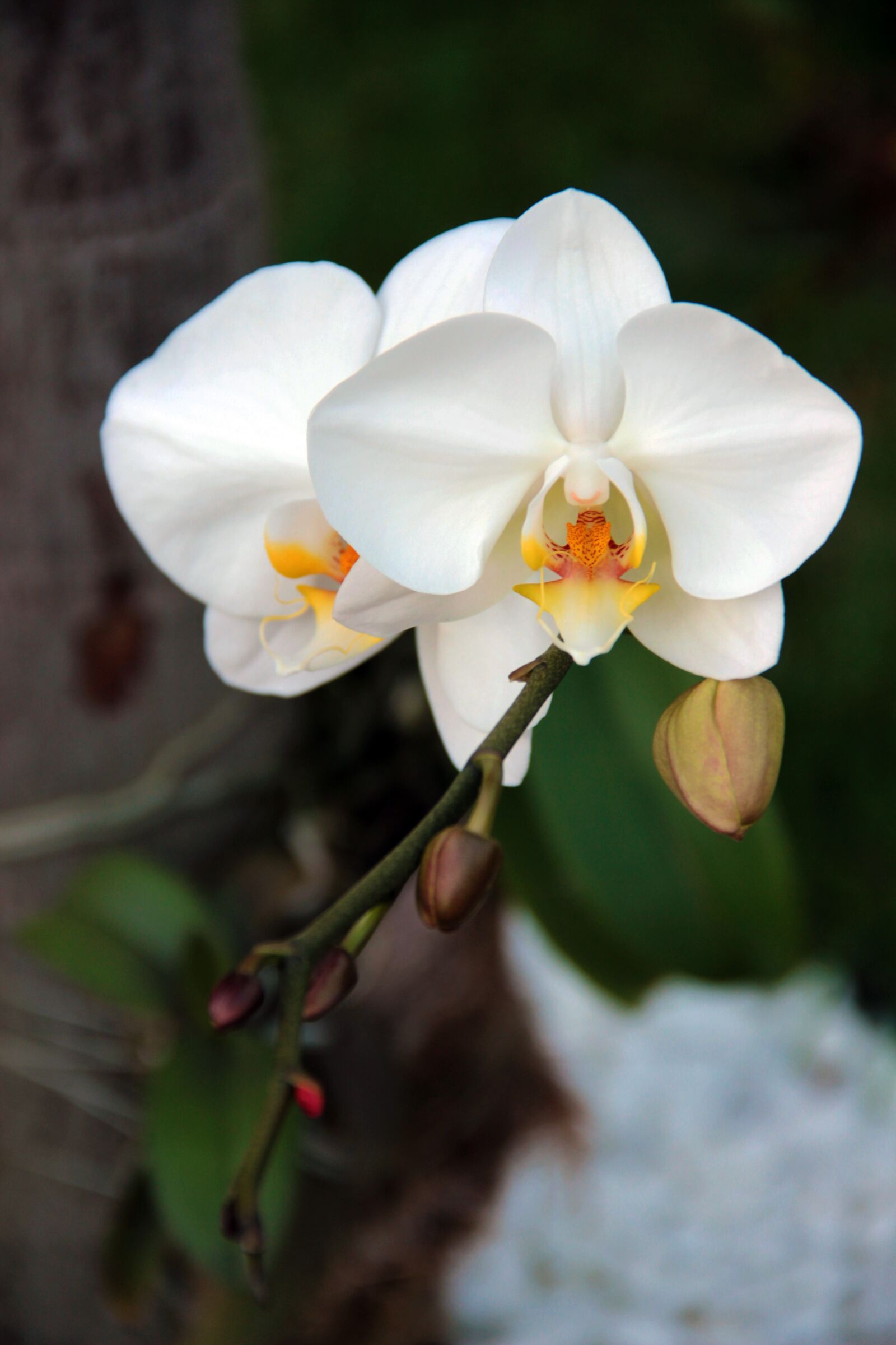 Canon EOS 600D (Rebel EOS T3i / EOS Kiss X5) + Canon EF-S 18-135mm F3.5-5.6 IS sample photo. Flower, orchid, white photography