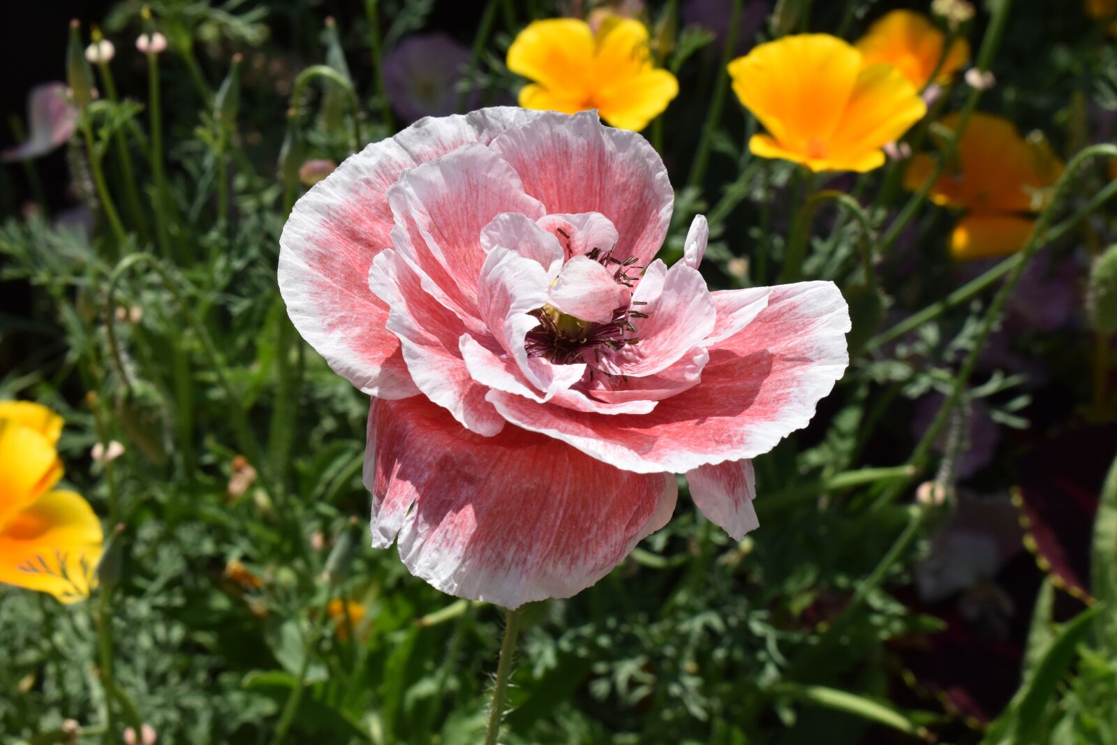 Nikon D5600 sample photo. Poppy, pink, california poppies photography