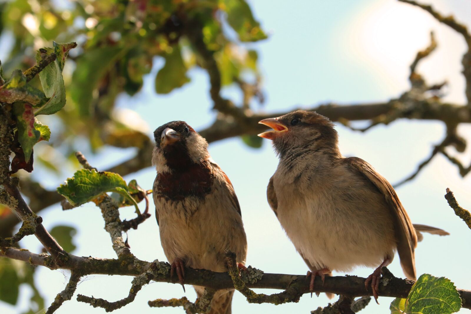 Canon EOS 750D (EOS Rebel T6i / EOS Kiss X8i) sample photo. Sparrow, sparrows, bird photography