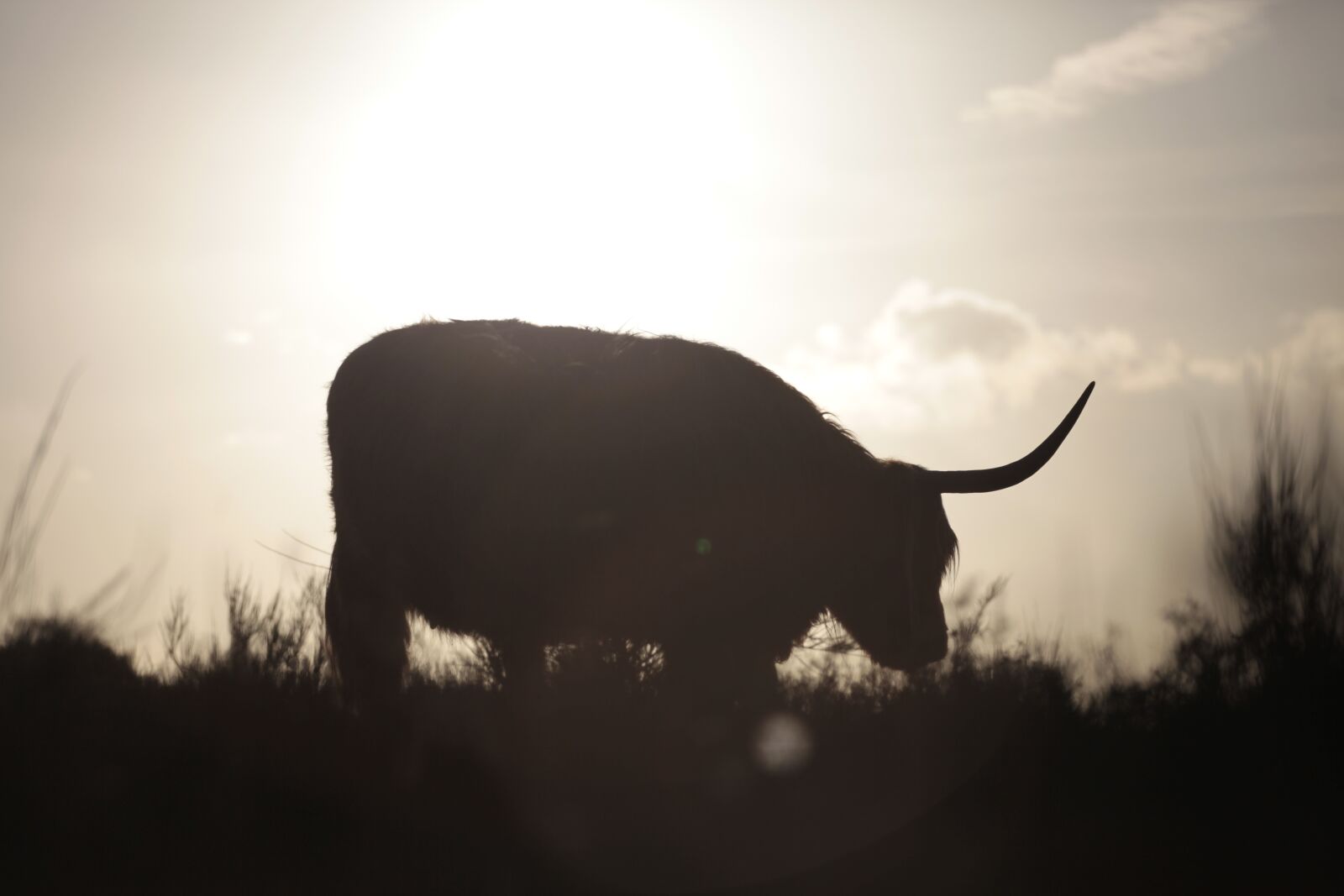 Canon EOS 5D Mark II sample photo. Cow, sun, nature photography