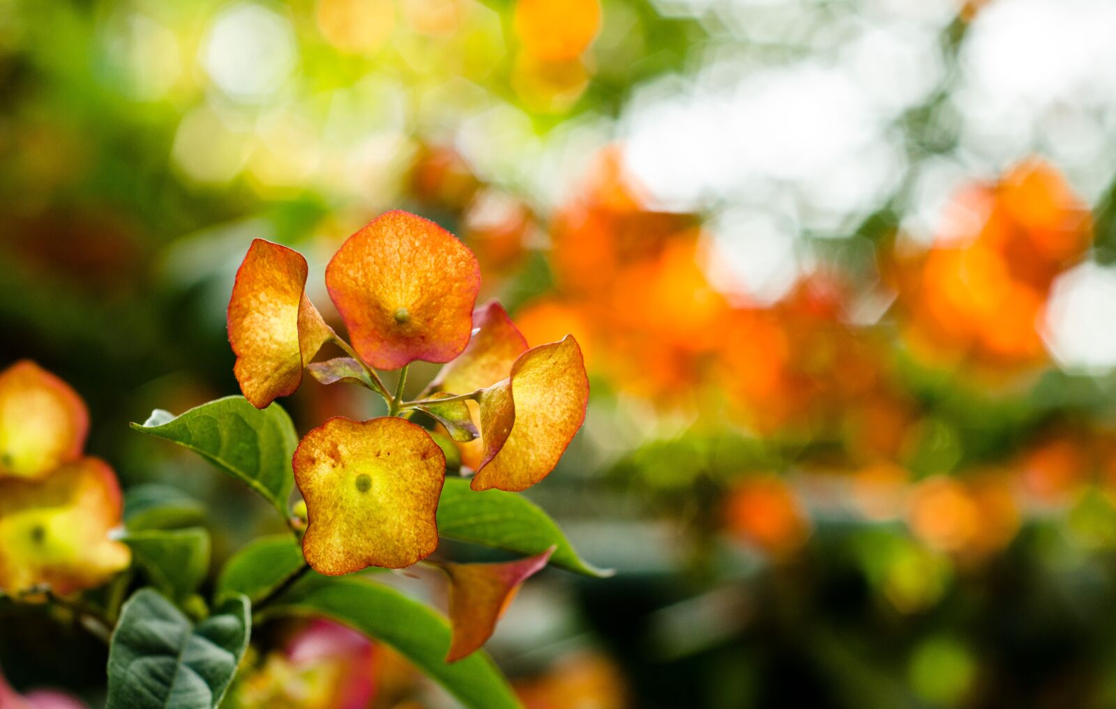 Nikon D7000 sample photo. Nature, spring, flower photography