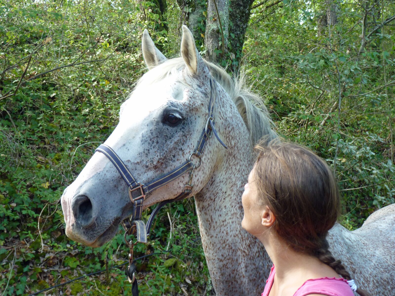 Panasonic Lumix DMC-FZ35 (Lumix DMC-FZ38) sample photo. Horse, head, equine photography