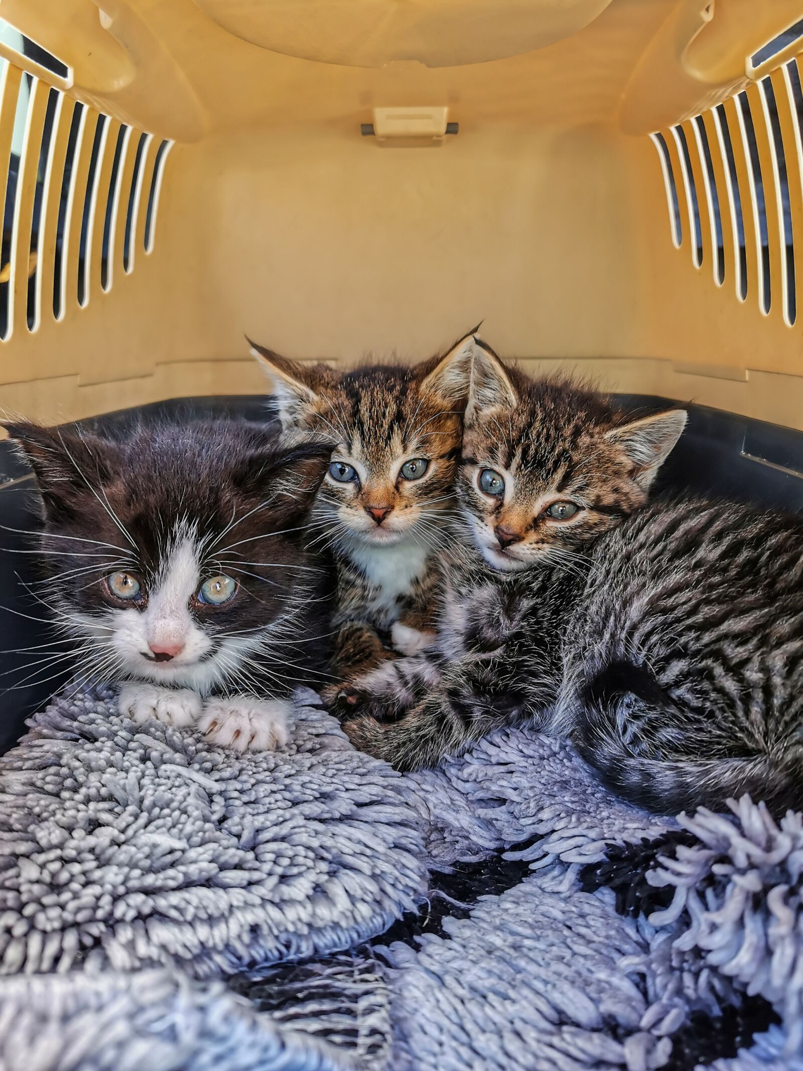 HUAWEI P30 Pro sample photo. Cat, cat baby, box photography