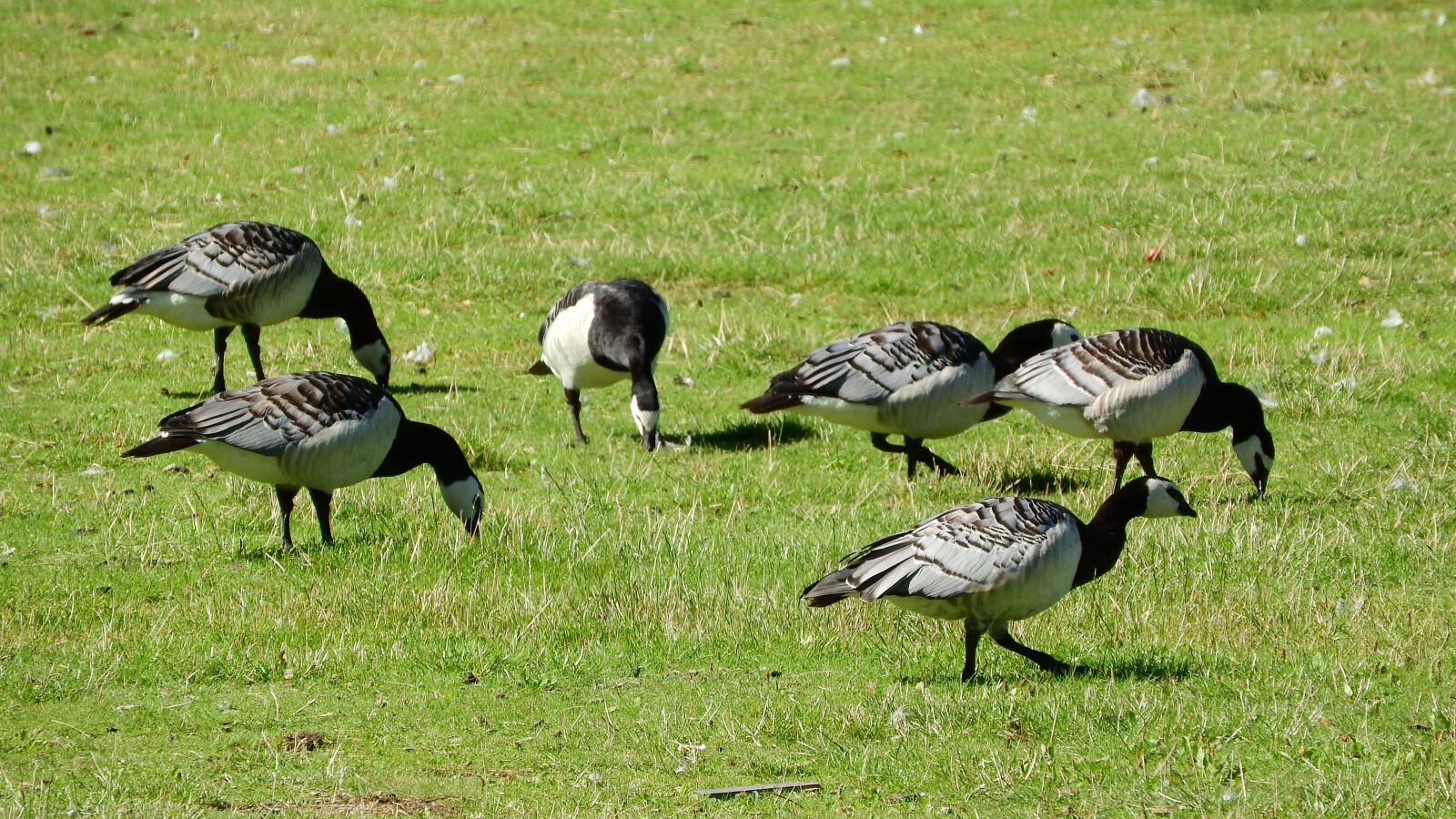 Nikon Coolpix P610 sample photo. Canada goose, branta leucopsis photography