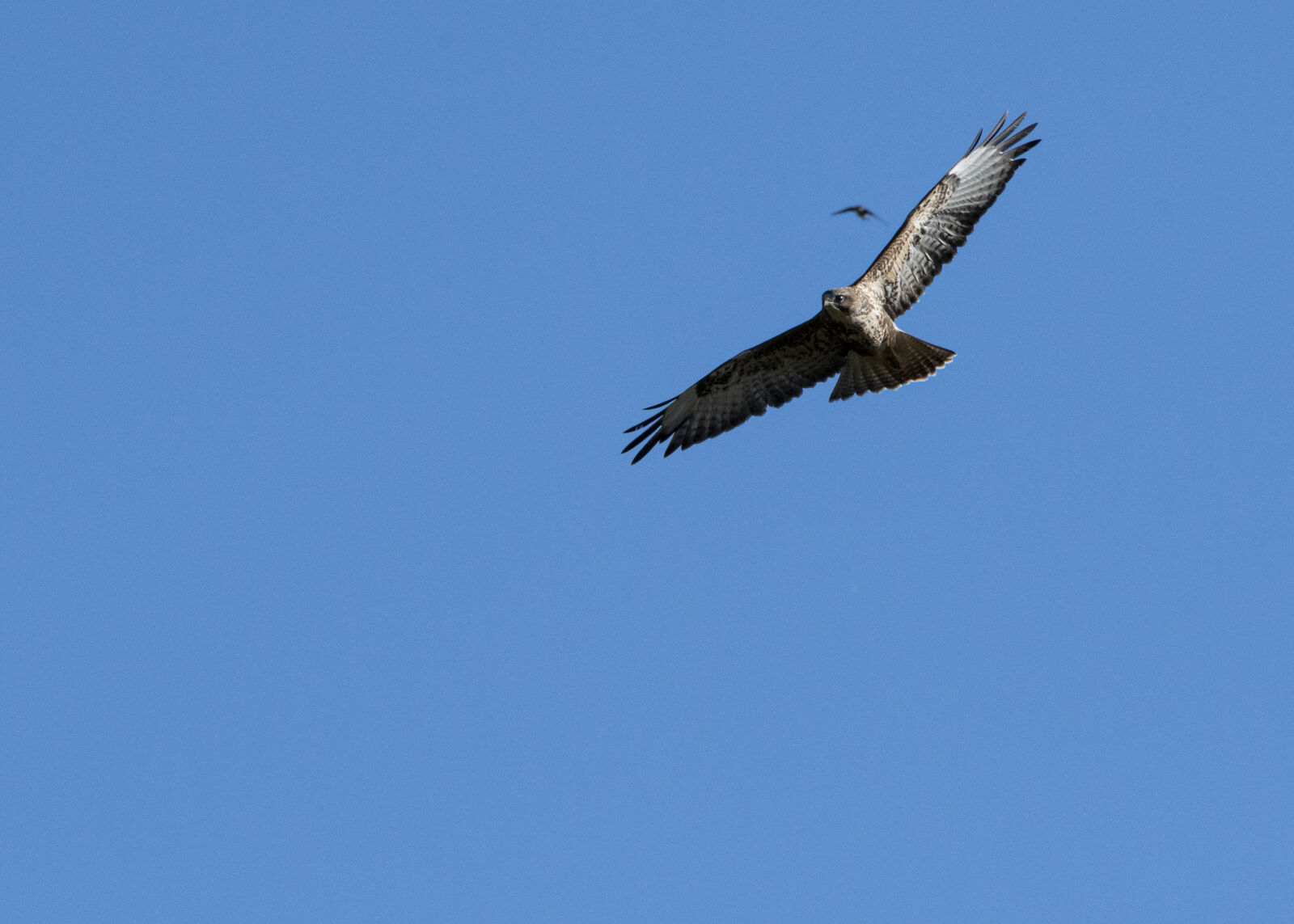 Nikon D500 sample photo