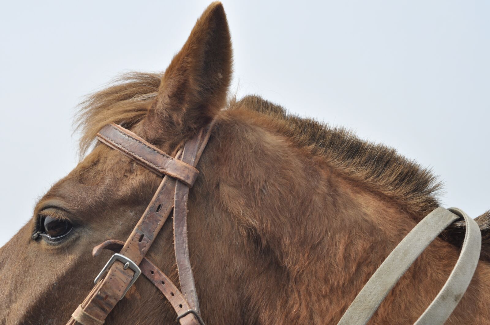 Nikon D90 sample photo. Horse, animal, eye photography