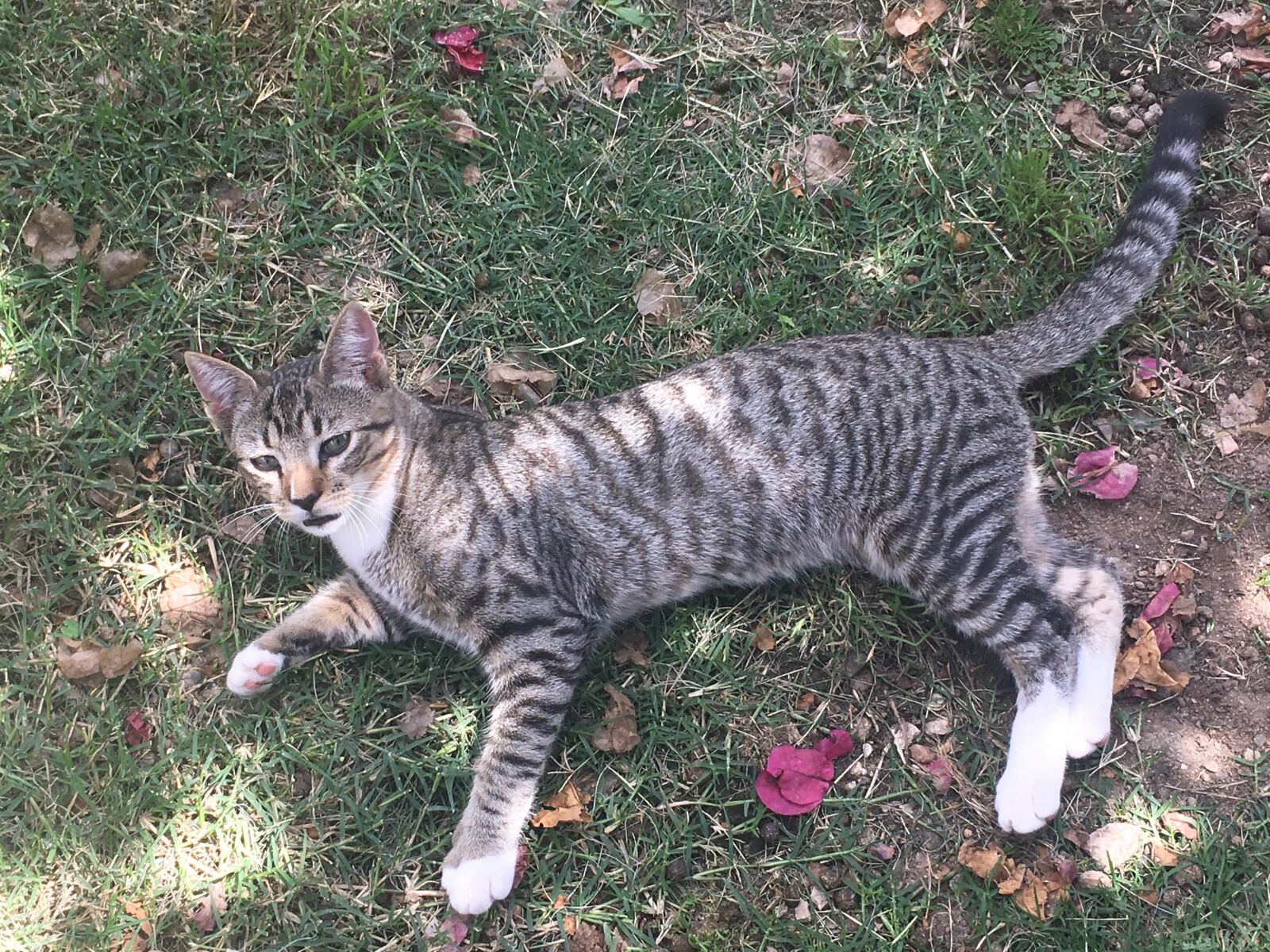iPhone SE back camera 4.15mm f/2.2 sample photo. Mascota, gato, felino photography