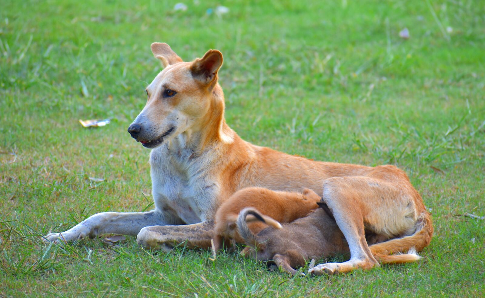 Nikon D5600 sample photo. Dog, puppies, feeding photography