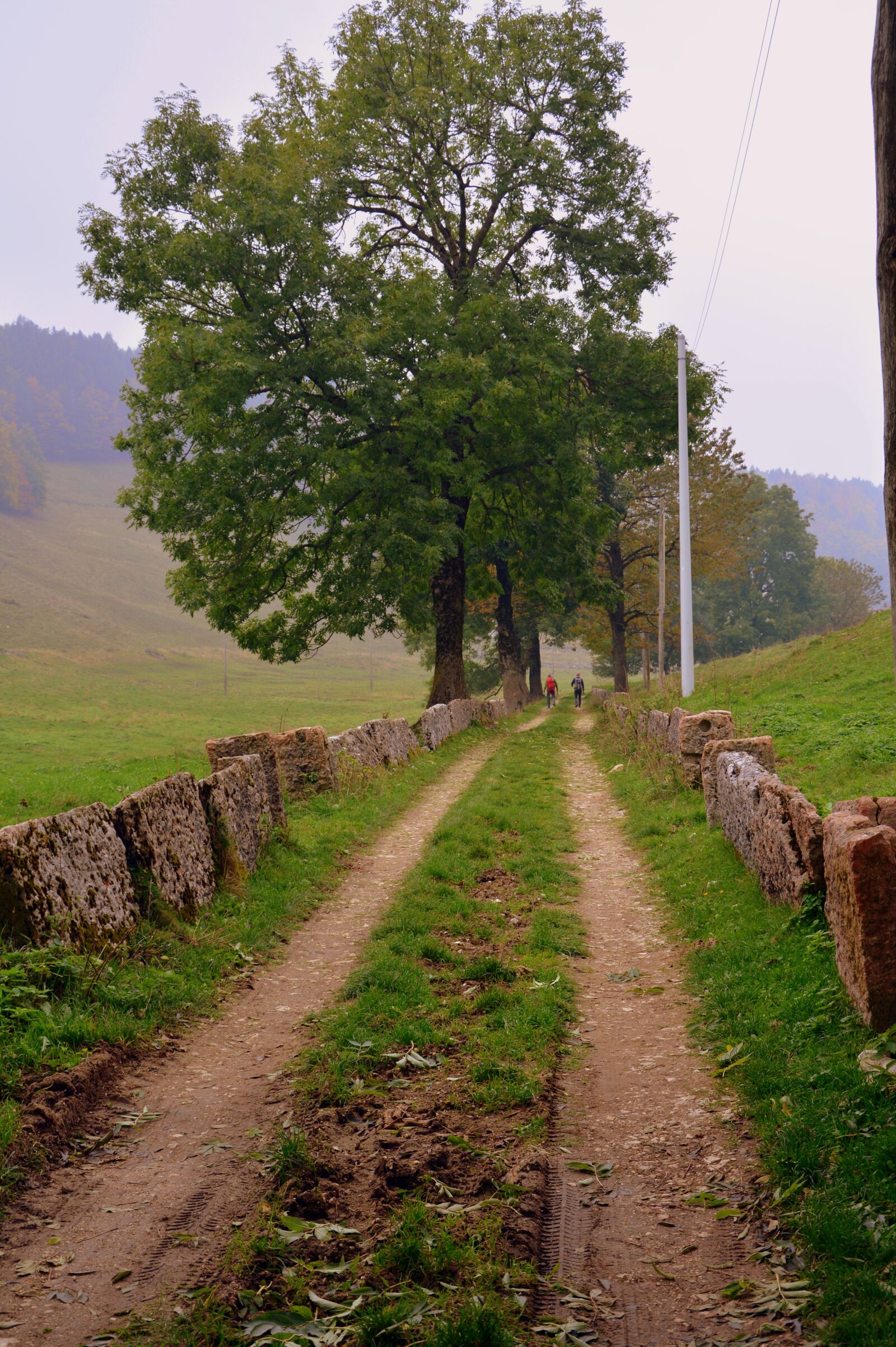 Nikon D7100 sample photo. Trail, via, trees photography