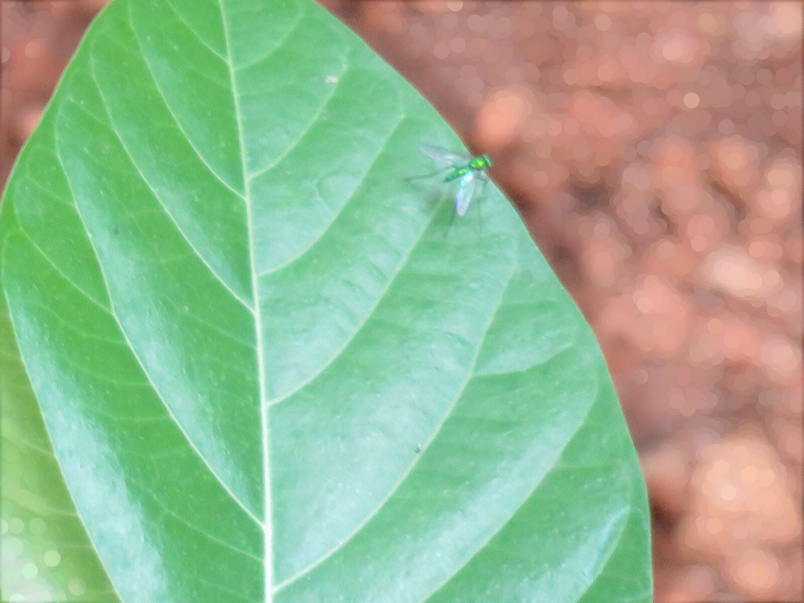 Canon PowerShot SX60 HS sample photo. Green fly, leaf, green photography