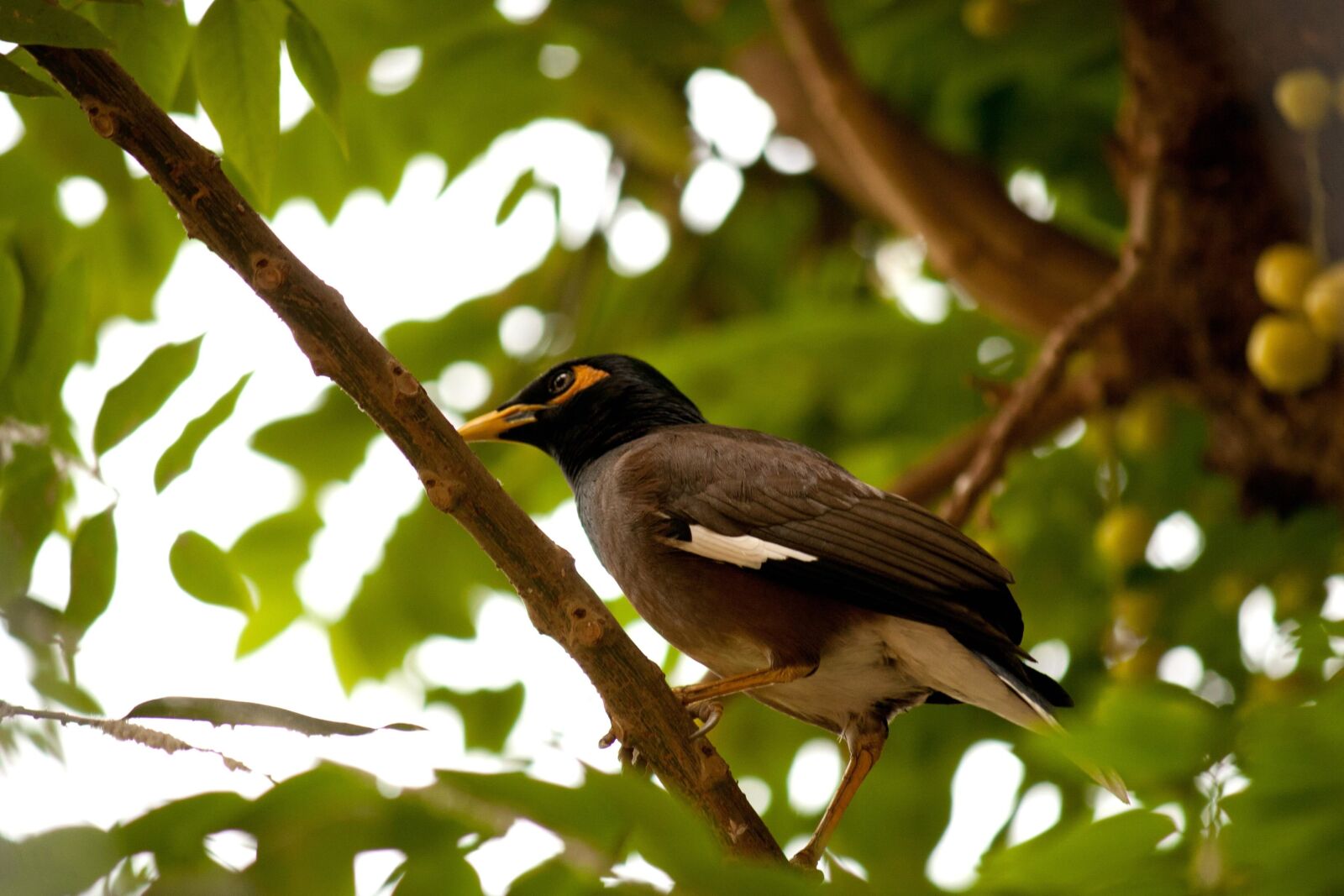 Canon EOS 1000D (EOS Digital Rebel XS / EOS Kiss F) sample photo. Exotic bird, tropical, rainforest photography
