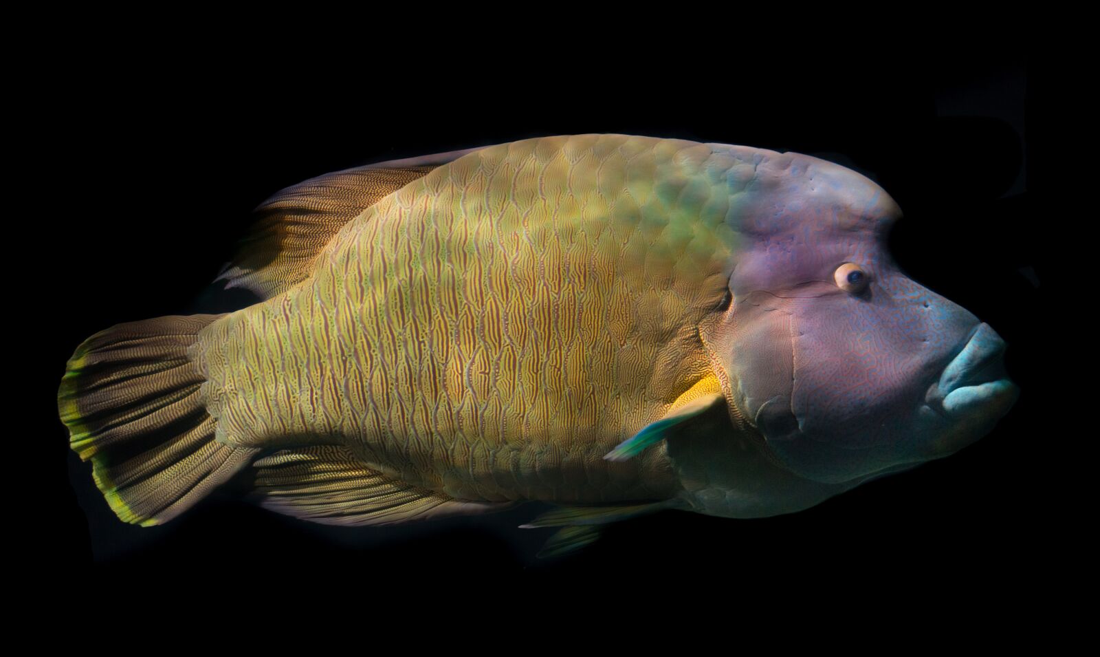 Nikon D610 sample photo. Napoleon fish, wrasse, fish photography