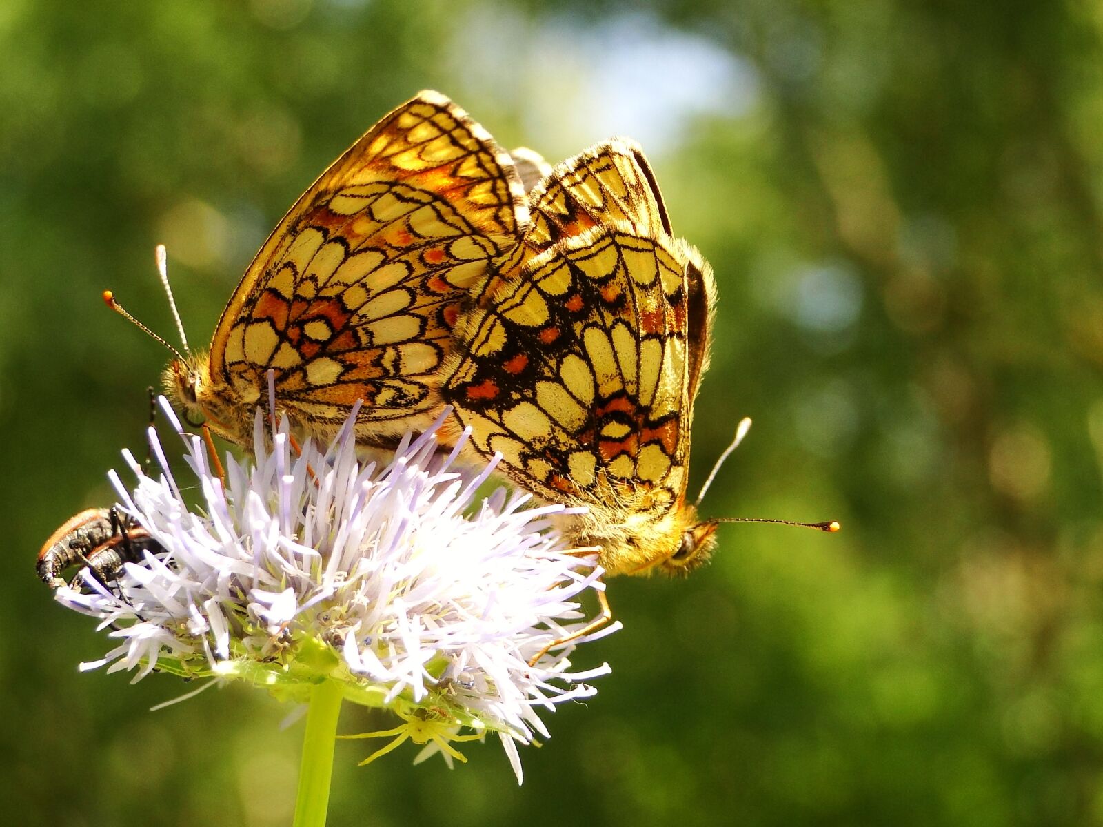 Sony Cyber-shot DSC-HX1 sample photo. Nature, insect, butterfly day photography