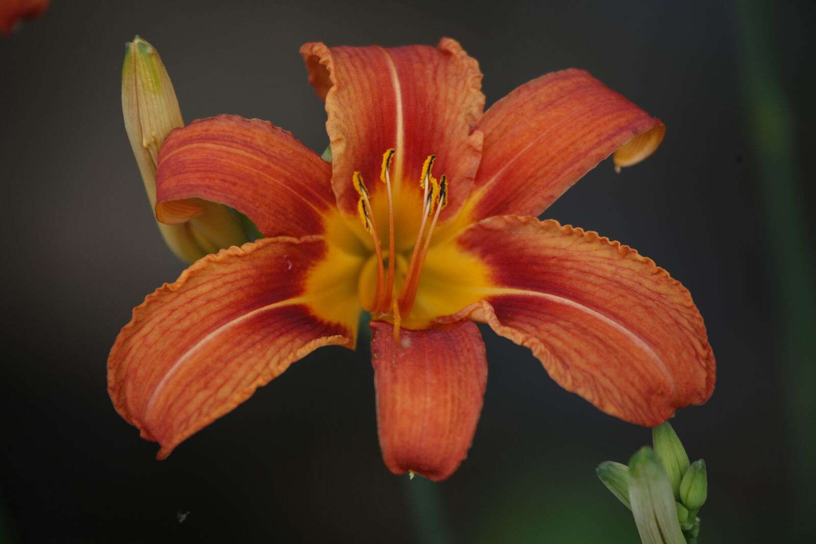 Canon EOS 5D Mark II sample photo. Flower, nature, spring photography