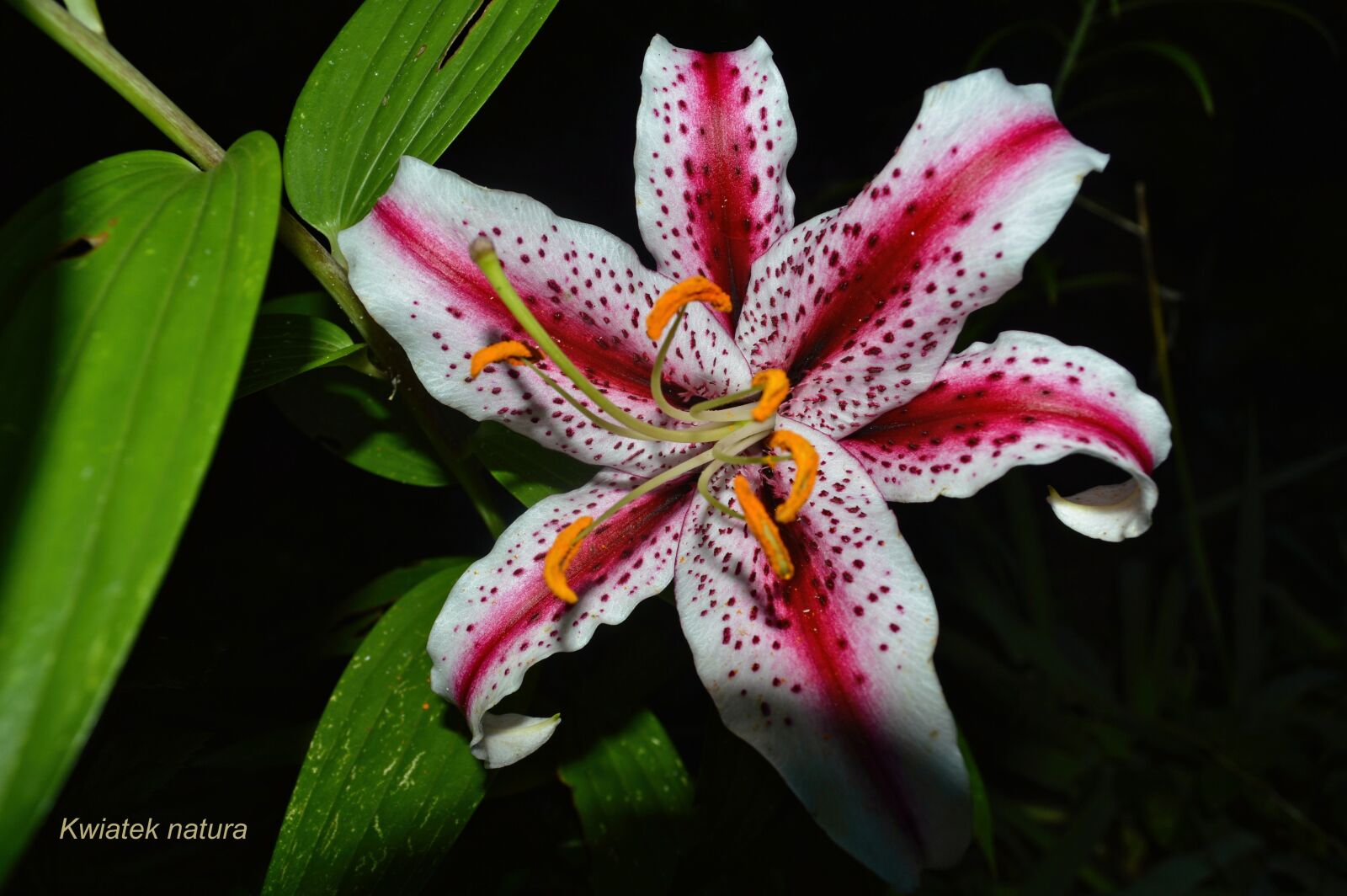 Nikon D3200 sample photo. Flower, lily, poland photography