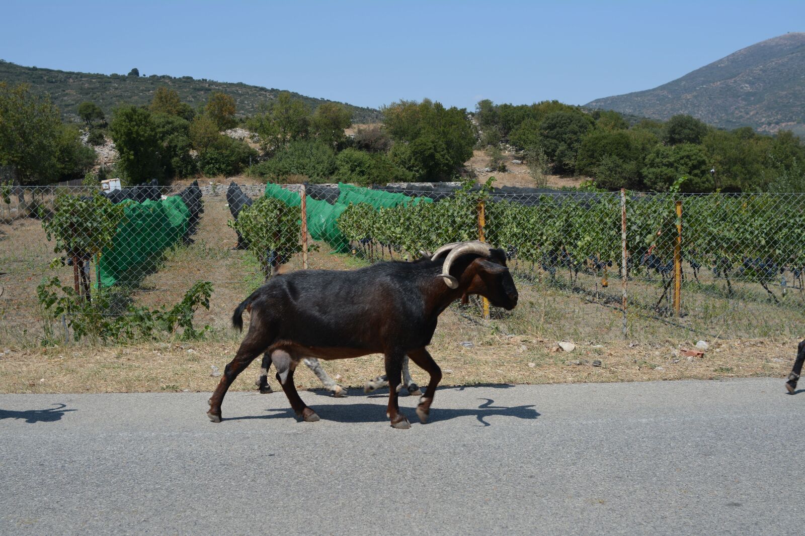 Nikon D7100 sample photo