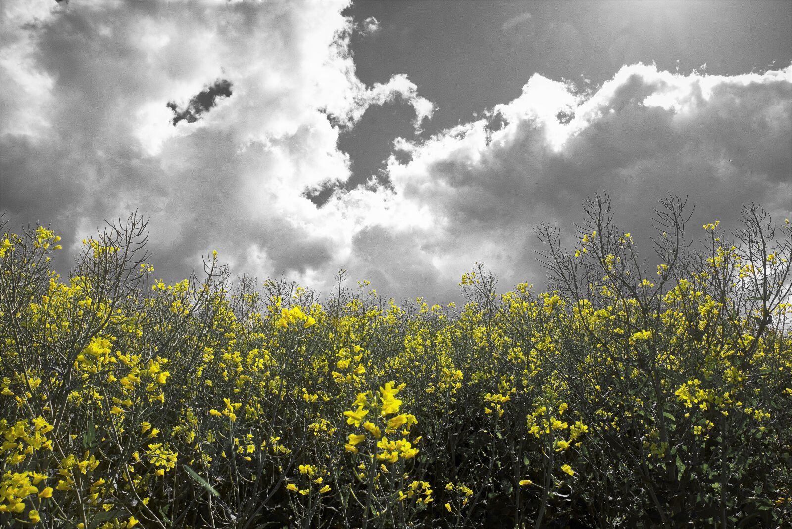 Nikon D3400 sample photo. Landscape, only yellow, oilseed photography