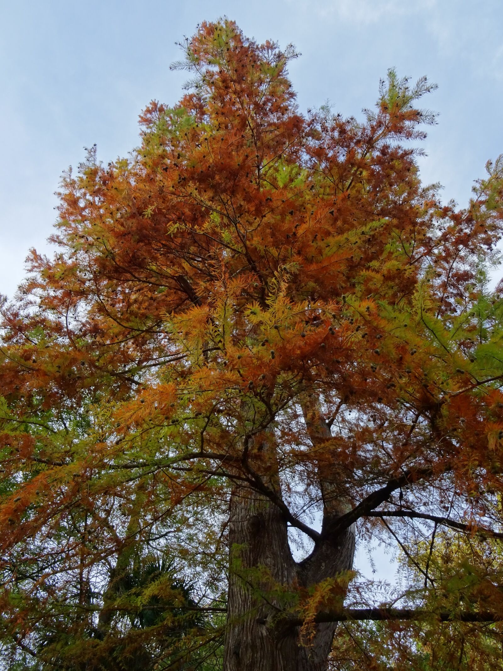 Sony DSC-HX60 sample photo. Tree, autumn, nature photography