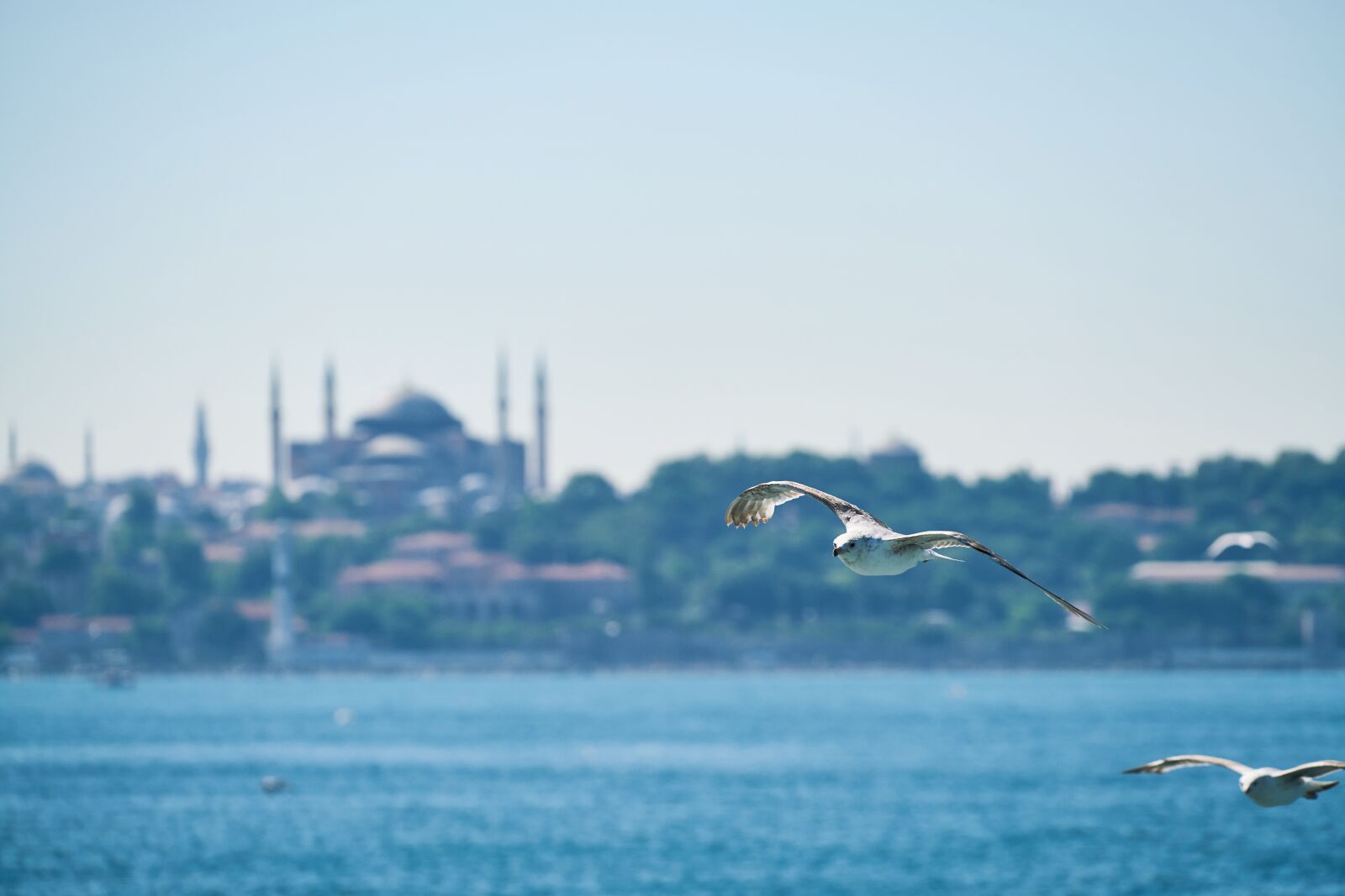 Sony FE 70-200mm F4 G OSS sample photo. Seagull, bird, fly photography