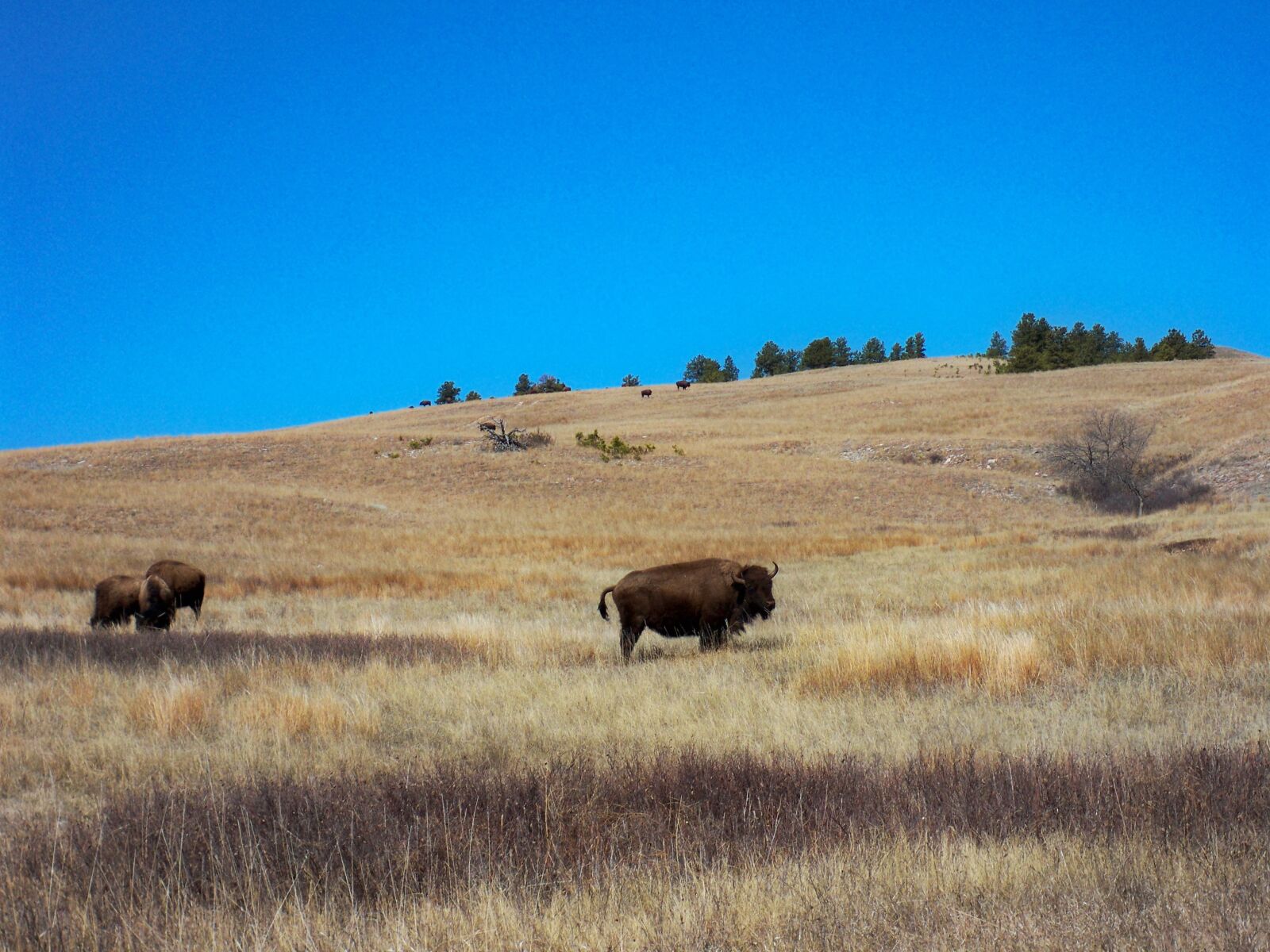 Kodak EASYSHARE M1093 IS DIGITAL CAMERA sample photo. Buffalo, buffalos photography