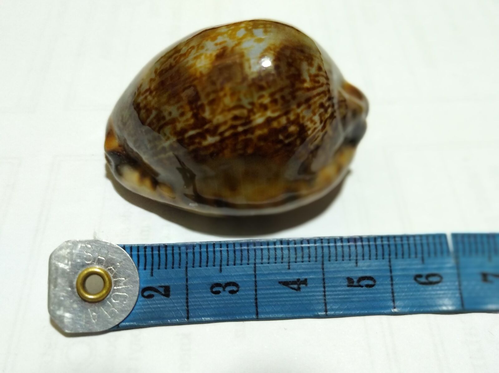 Xiaomi Redmi 8 sample photo. Sea shell manfredonia, sea photography