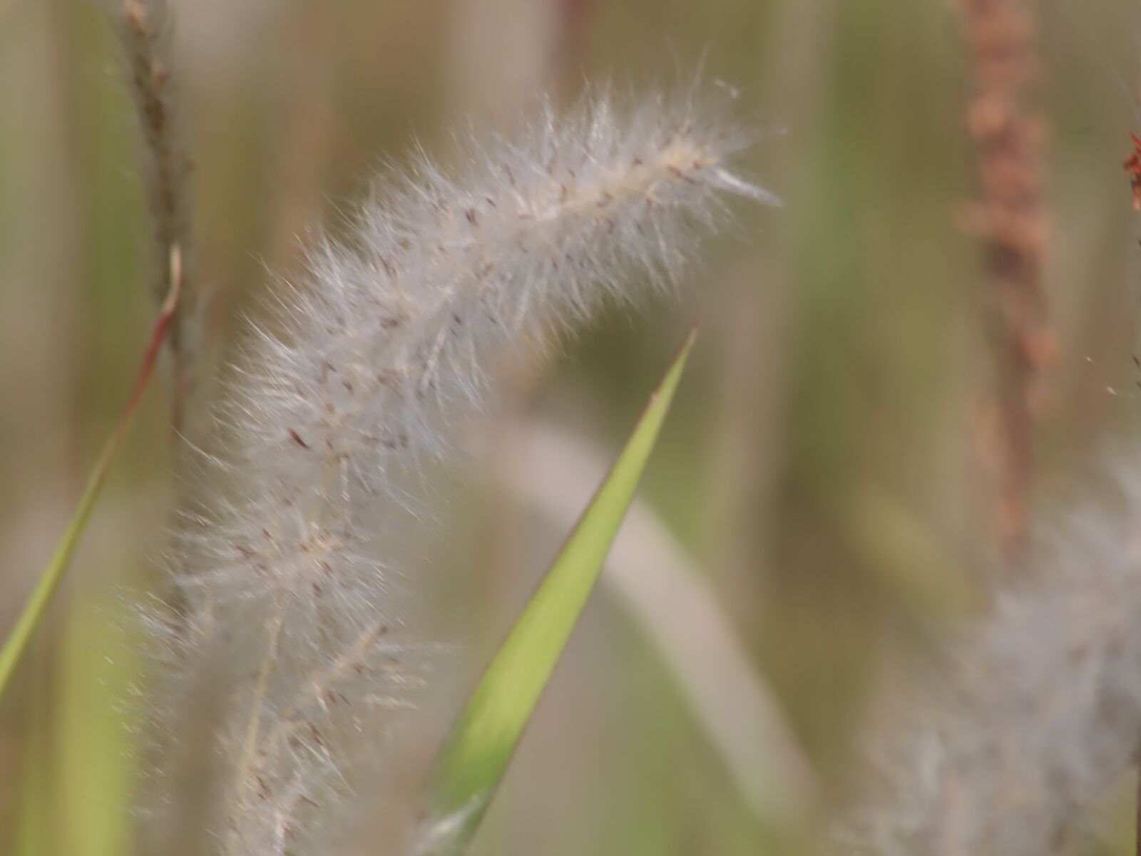 Canon EOS M50 (EOS Kiss M) sample photo. Imperata, flowers, wild photography